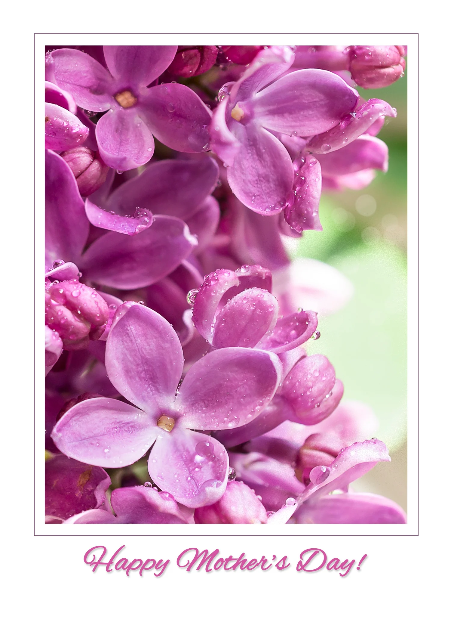 Lilac_vertical_frame_MothersDay.jpg