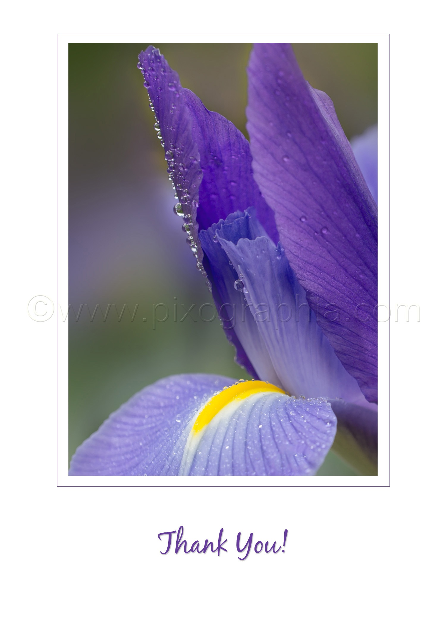 Iris_ThankYou_vertical.jpg