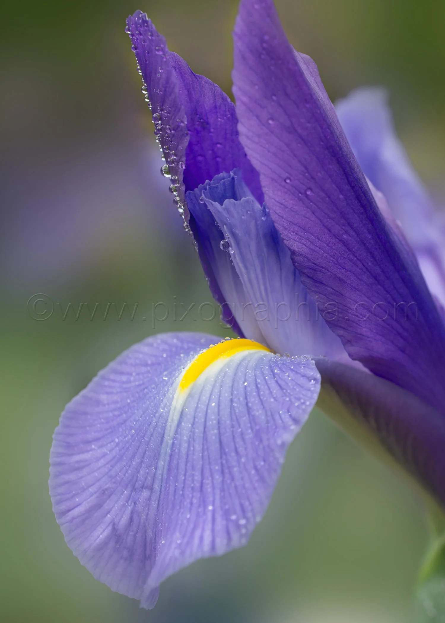 iris_5x7_vertical.jpg