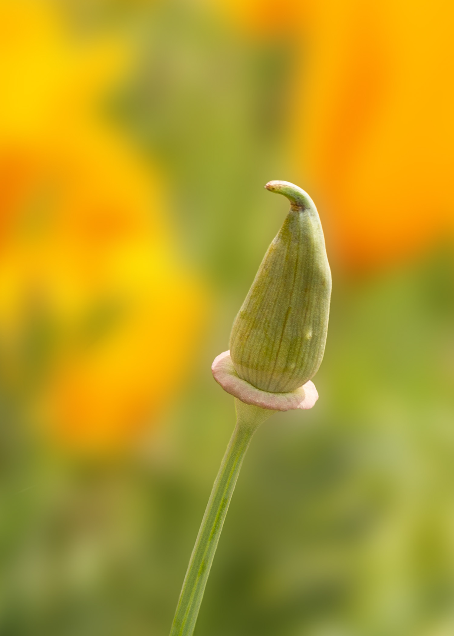 California Poppy Bud_7x5.jpg