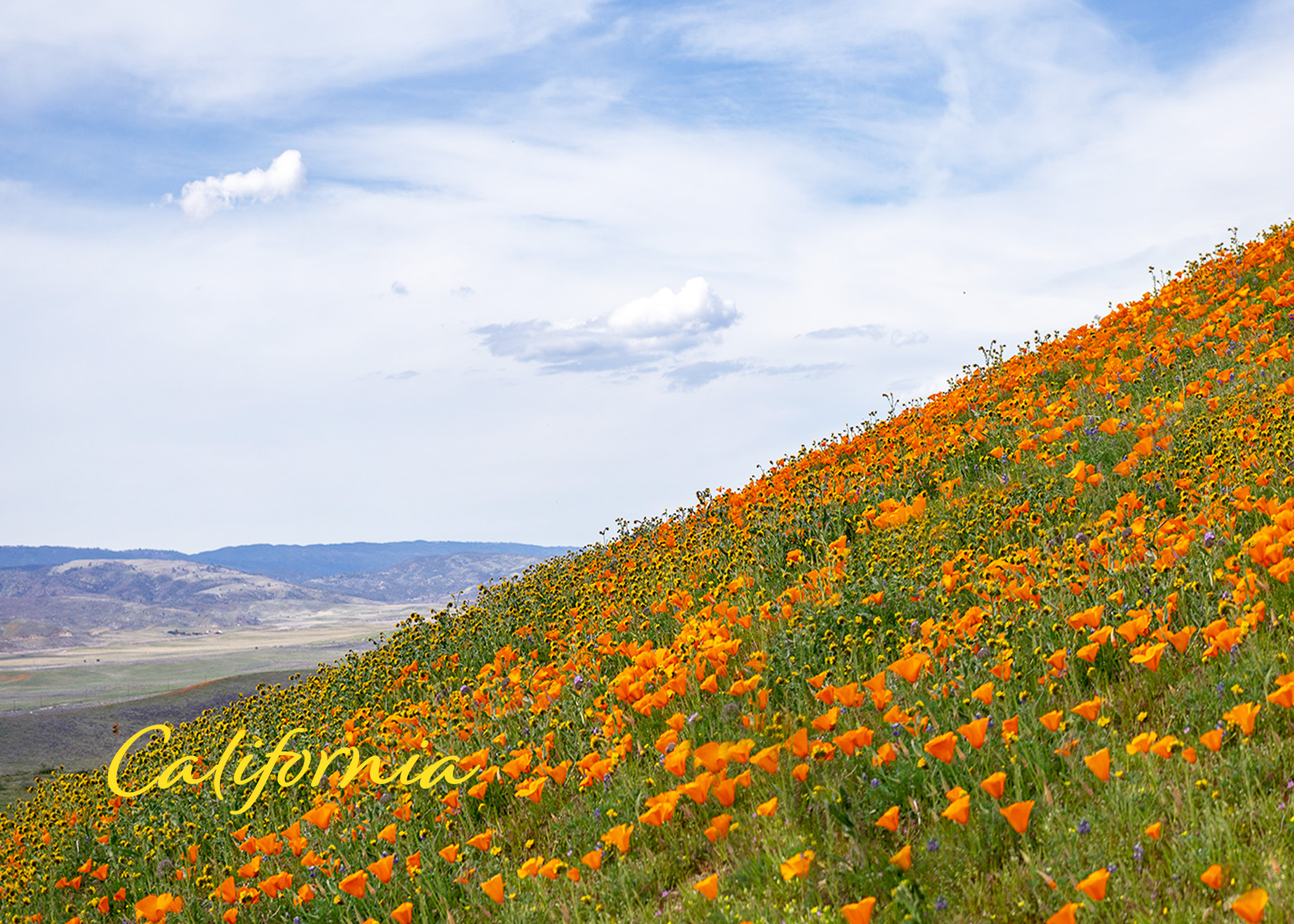 California_Golden Poppies_7x5.jpg