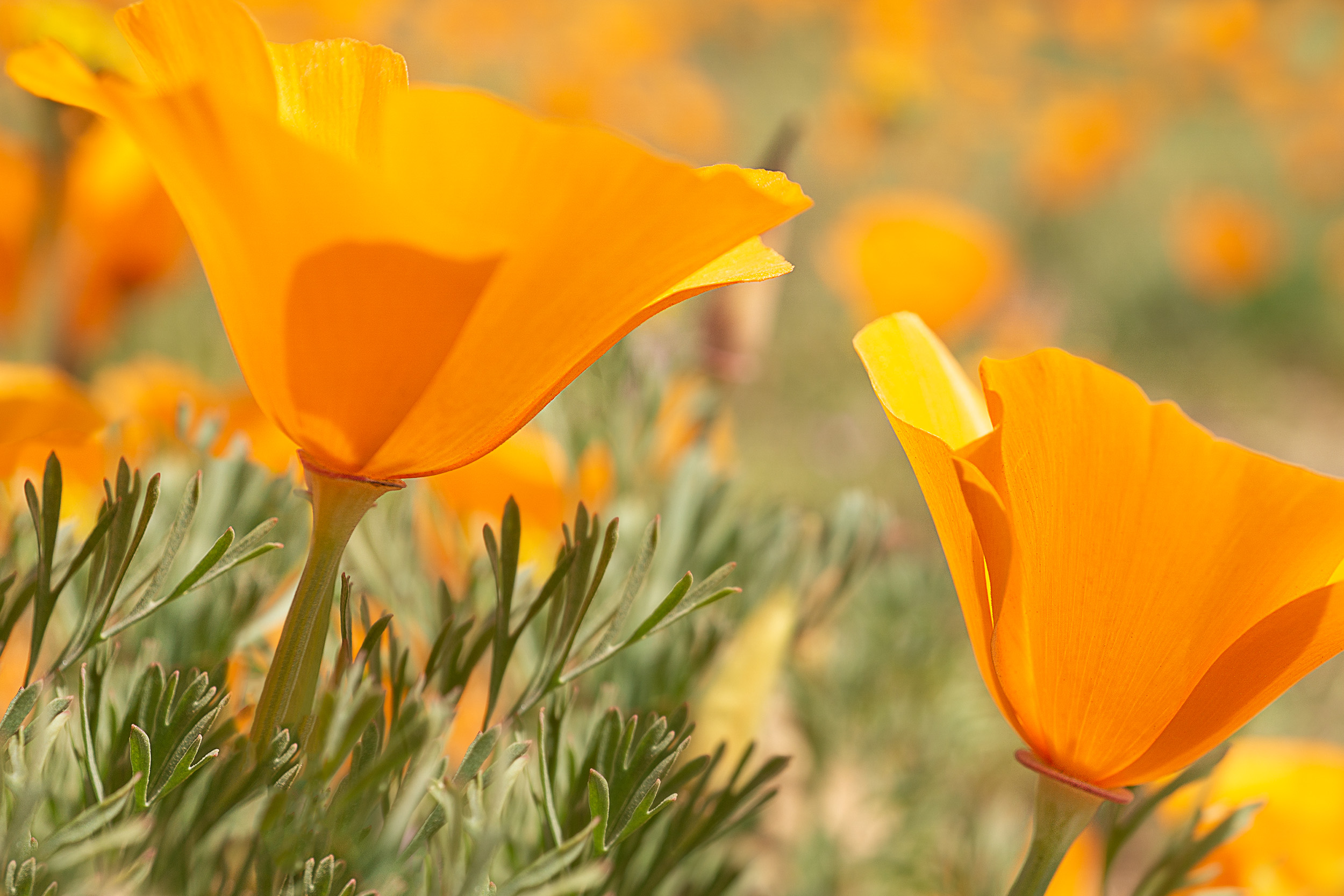 California Poppies_07.jpg