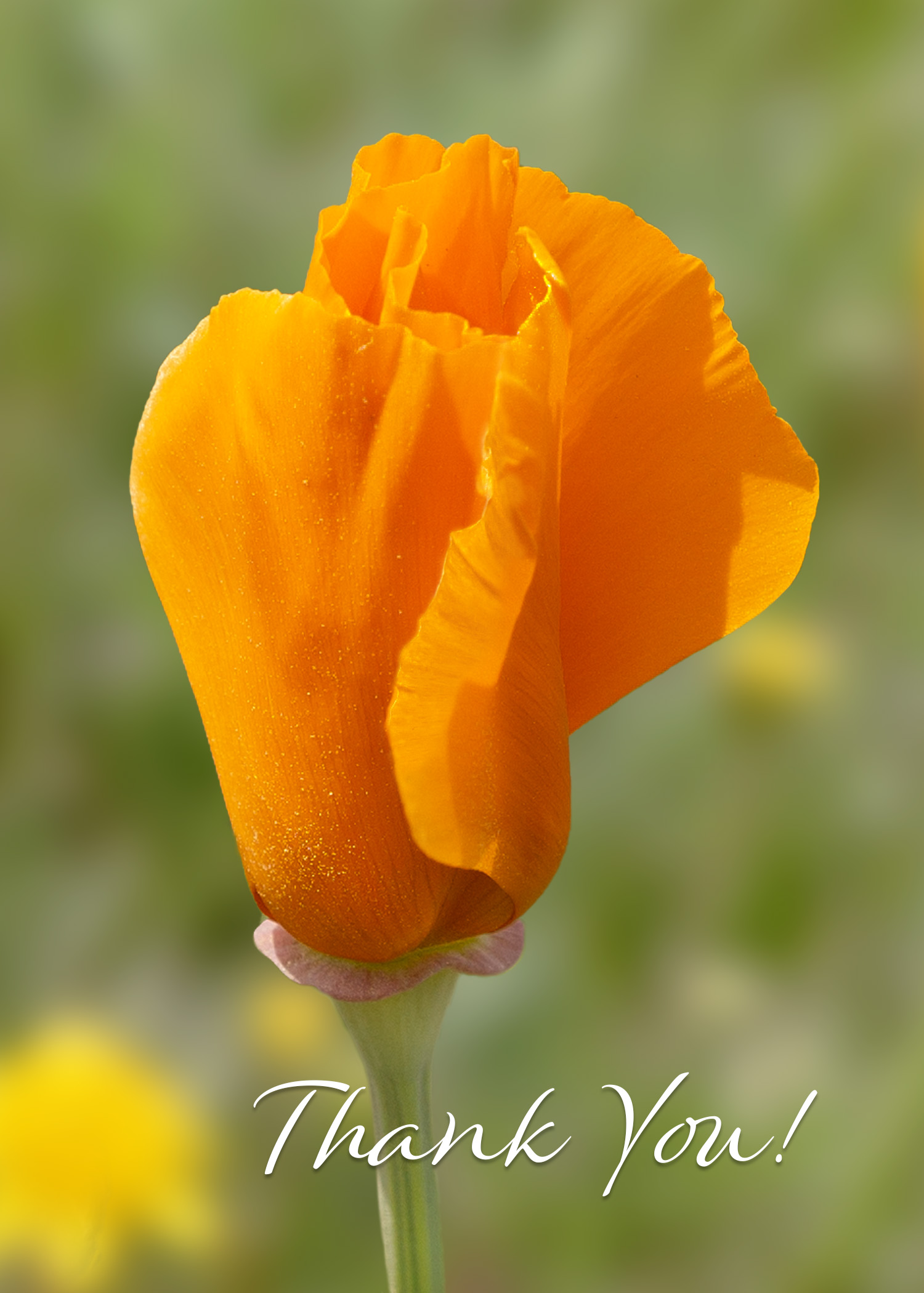 CaliforniaPoppy_5x7 ThankYou.jpg