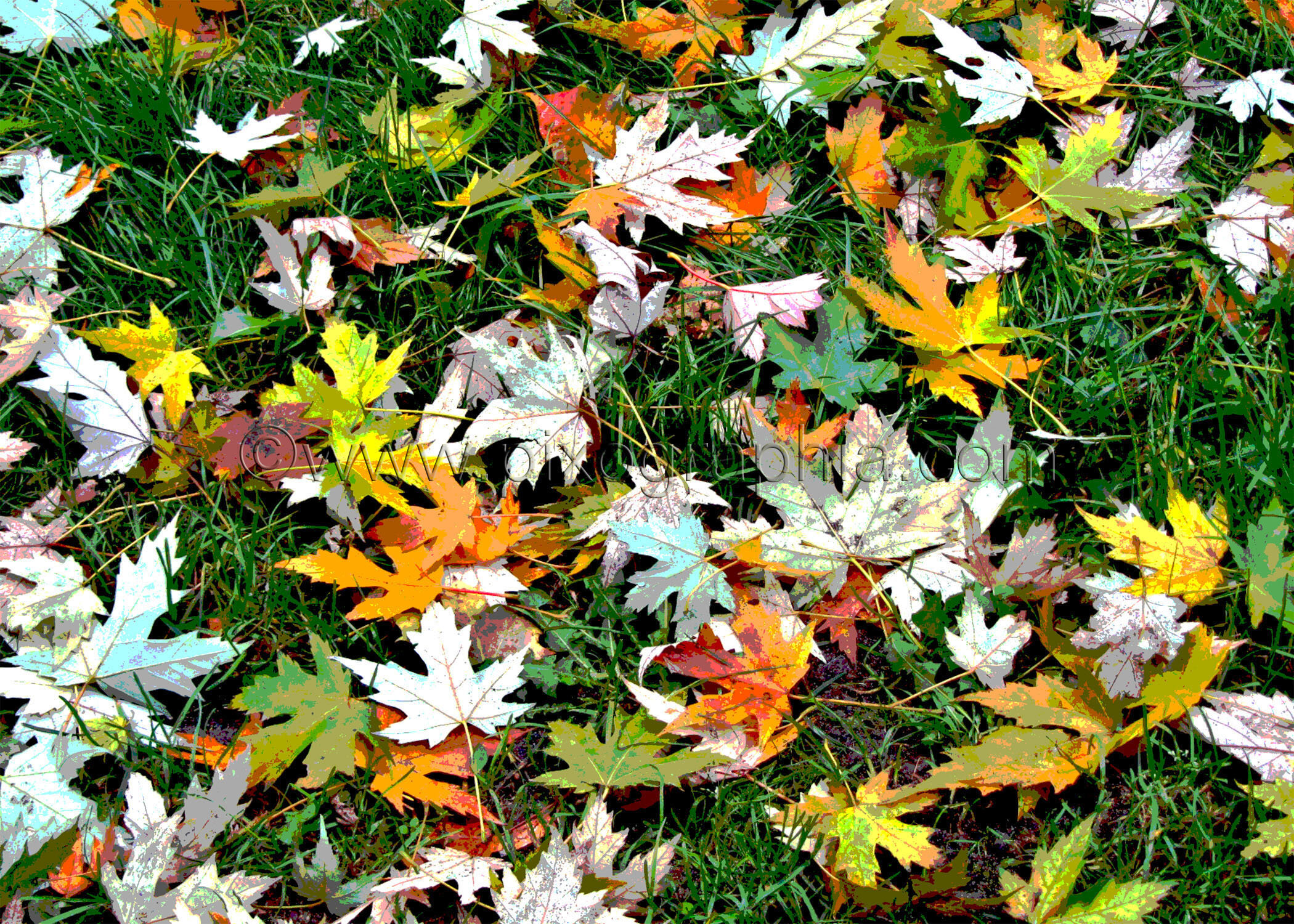Autumn_LeavesOnGrass.jpg