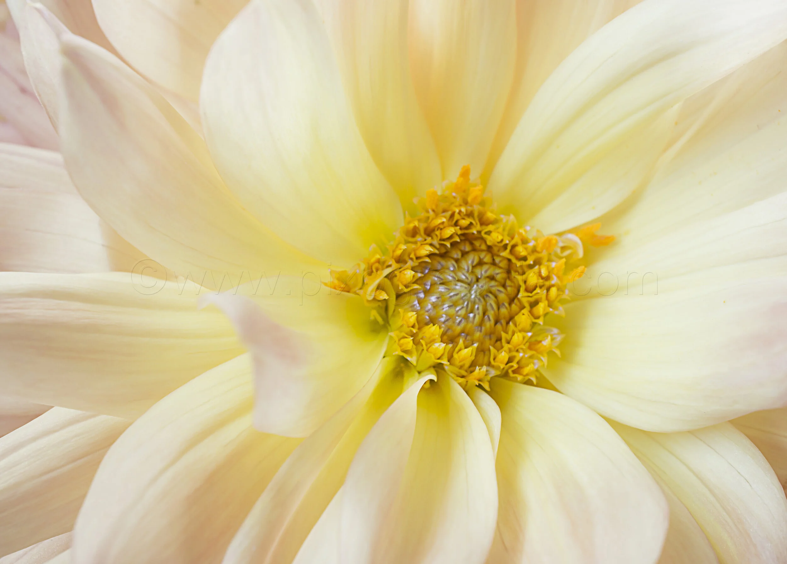 YellowDahlia.jpg