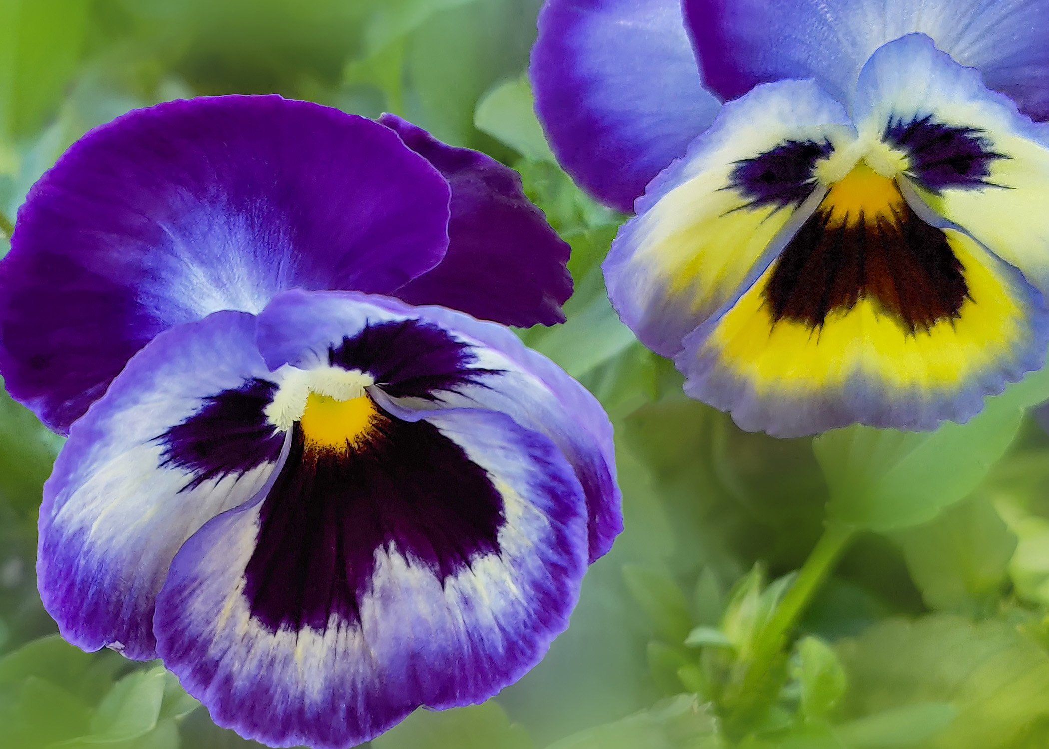 Blue Pansies