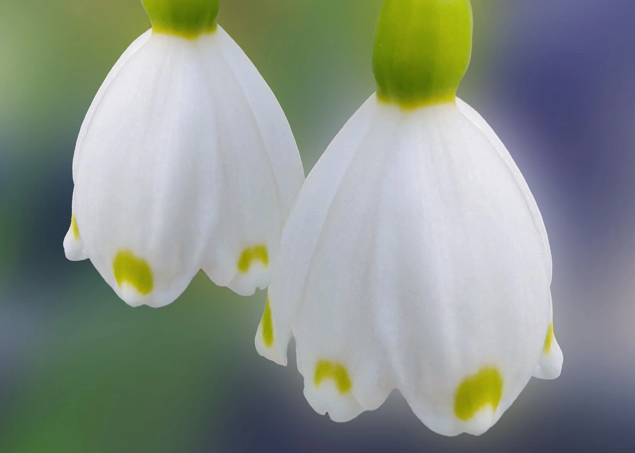 Snowdrop Flower