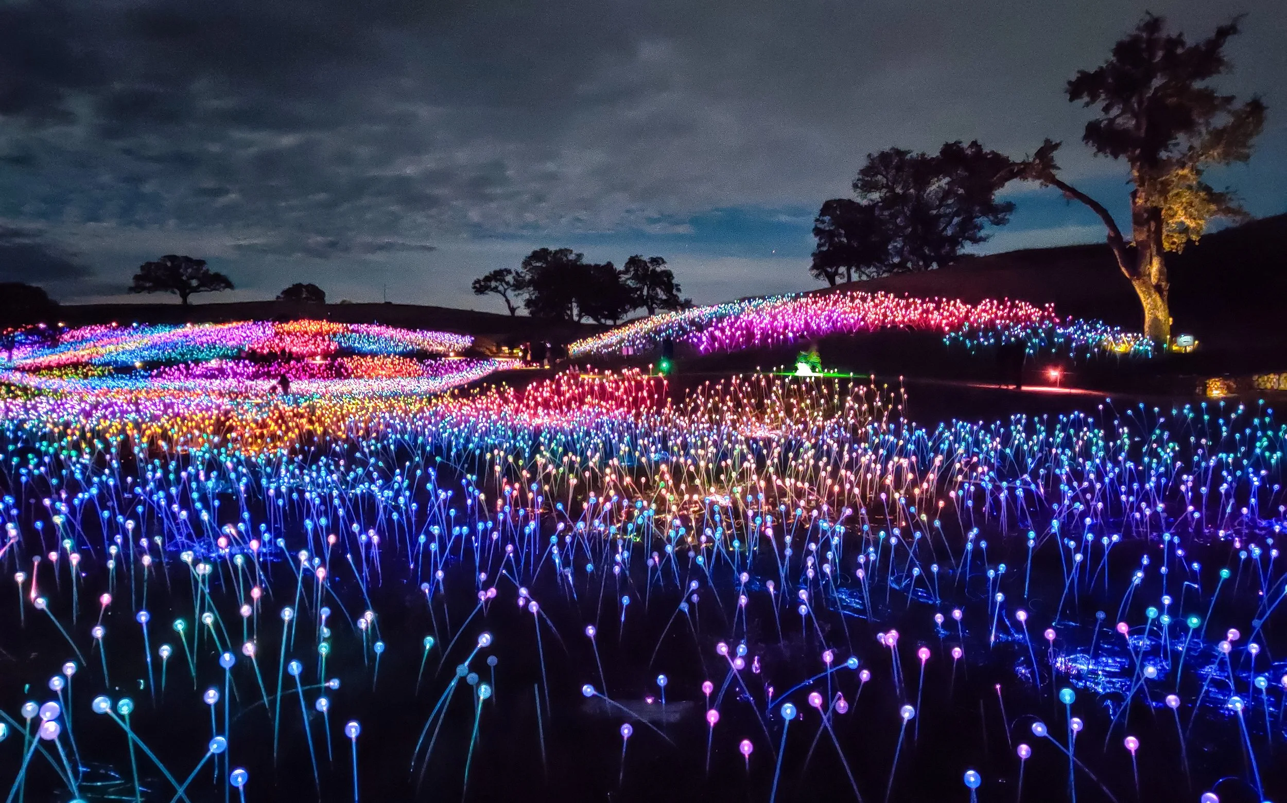 Bruce Munro Field of Light Sensorio Paso Robles, California 