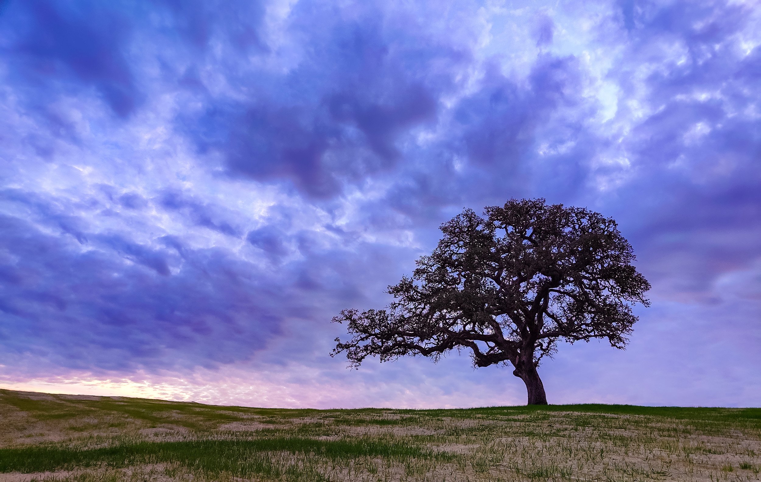 Sensorio, Paso Robles, California