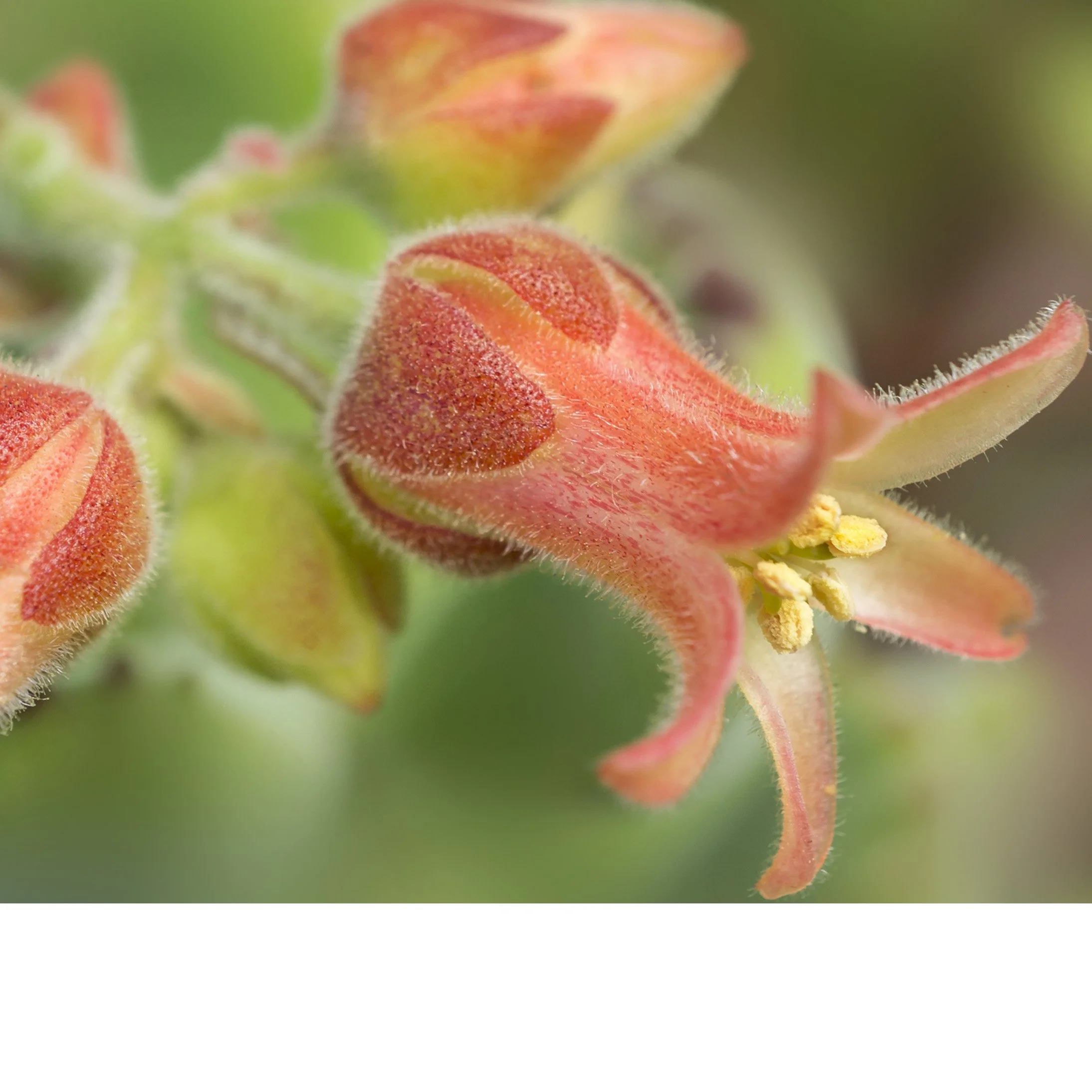 Front Page Calendar 2027.jpg