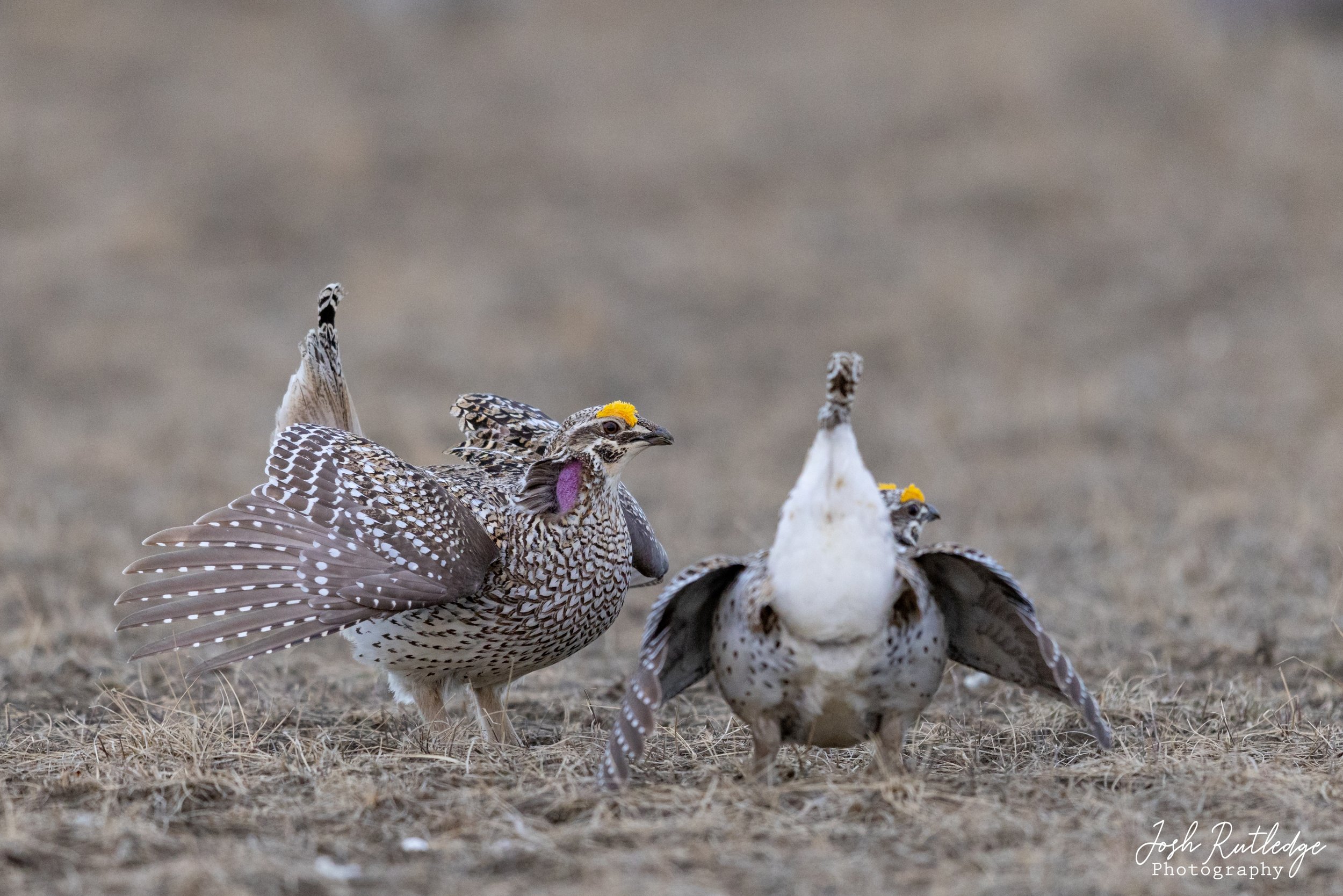  Two male sharp-tailed grouse. 