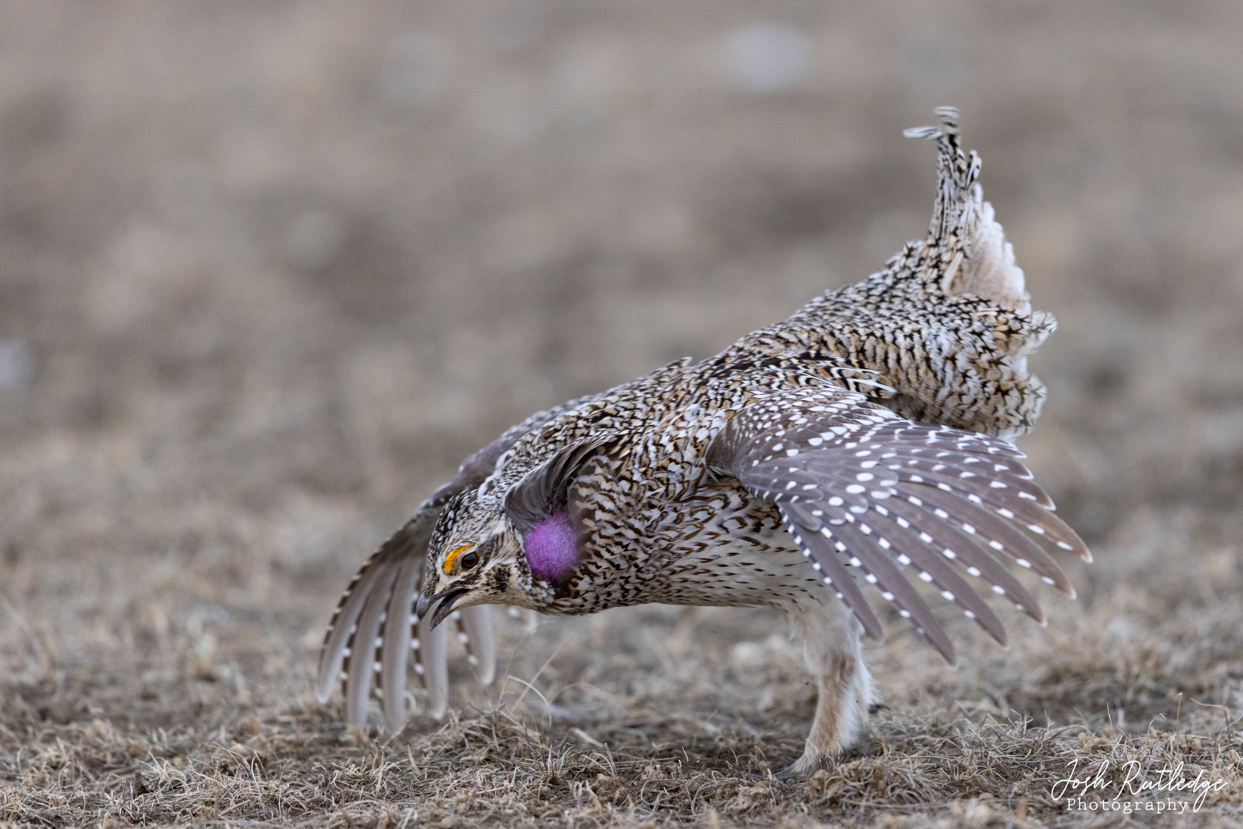  Male sharp-tailed grouse doing his dance on the lek. 