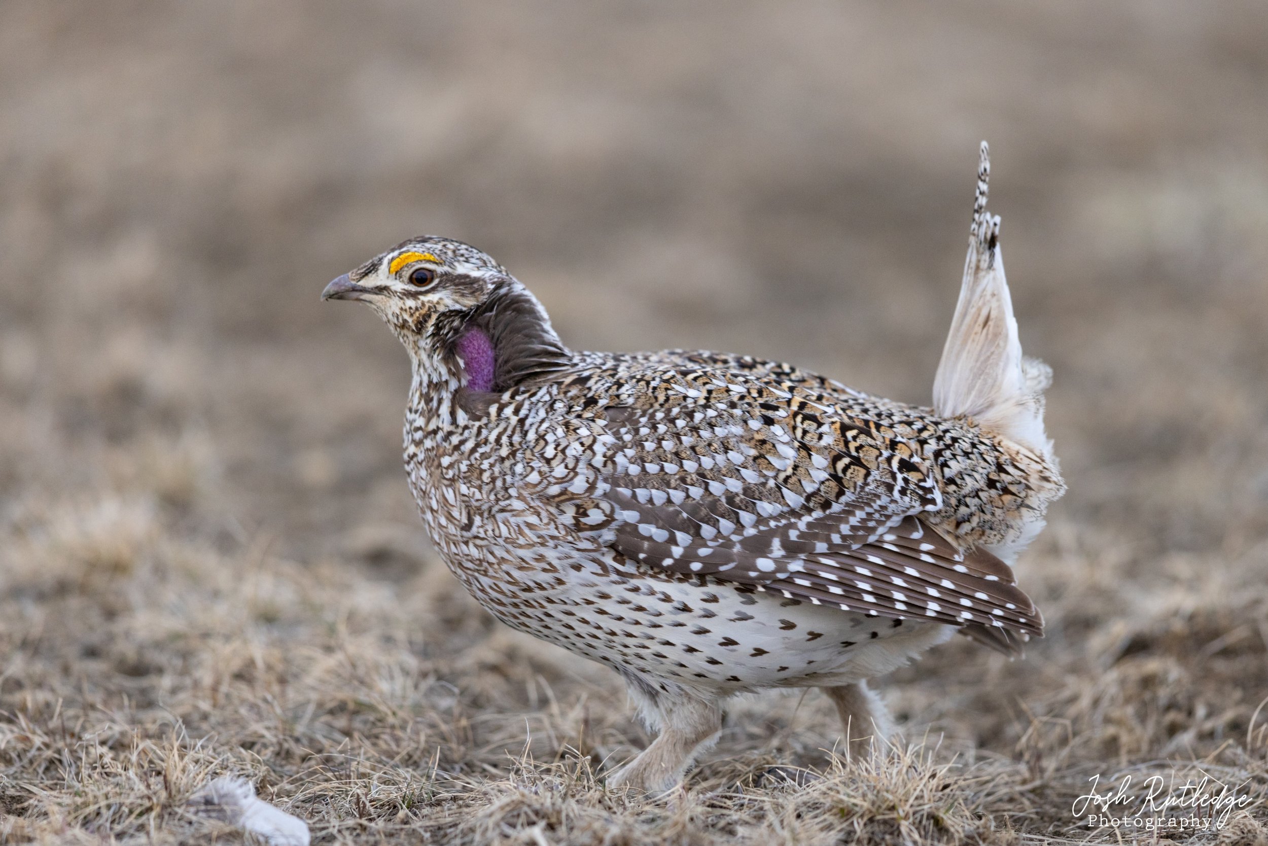  Male sharp-tailed grouse on the lek. 