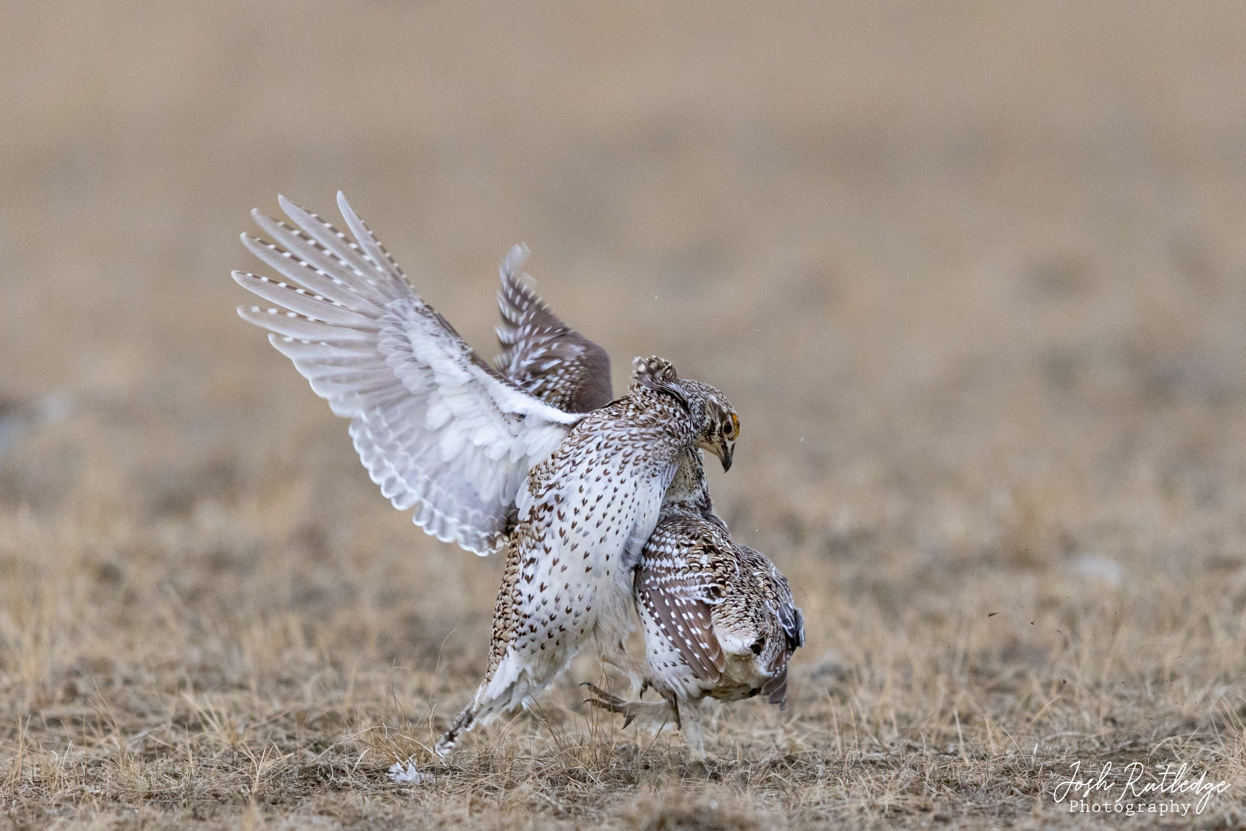  Two male sharp-tailed grouse fighting for position on the lek. 