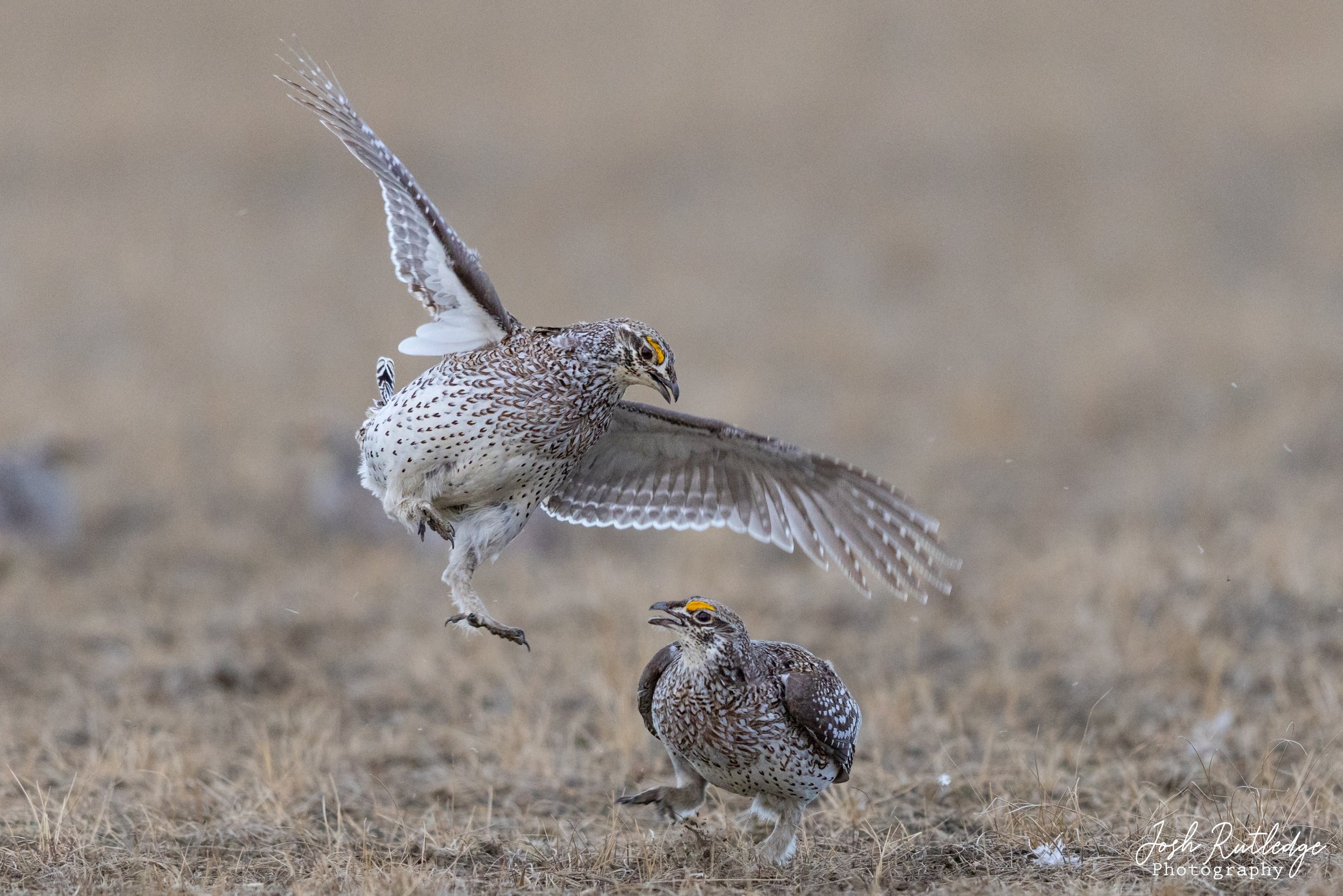  Two male sharp-tailed grouse still fighting on the lek. 