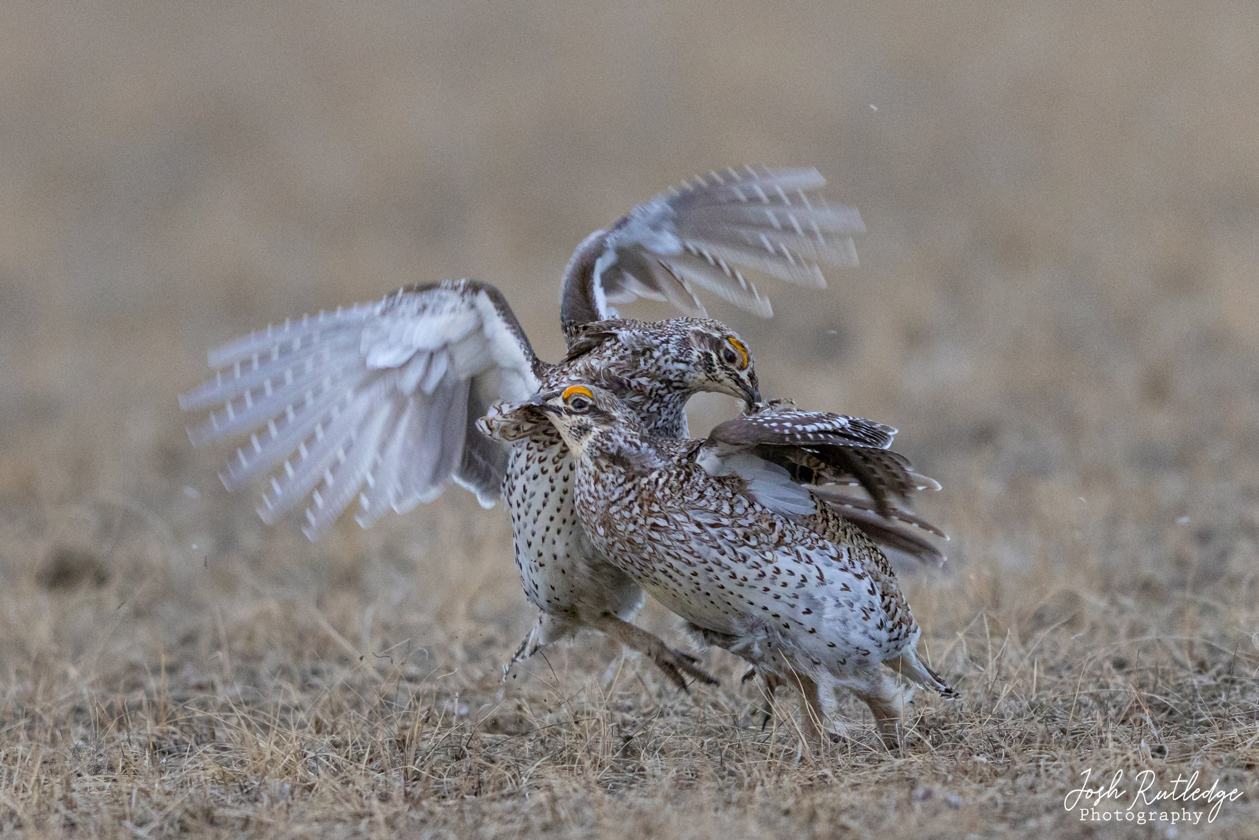  One more of the male sharp-tailed grouse fighting on the lek. 