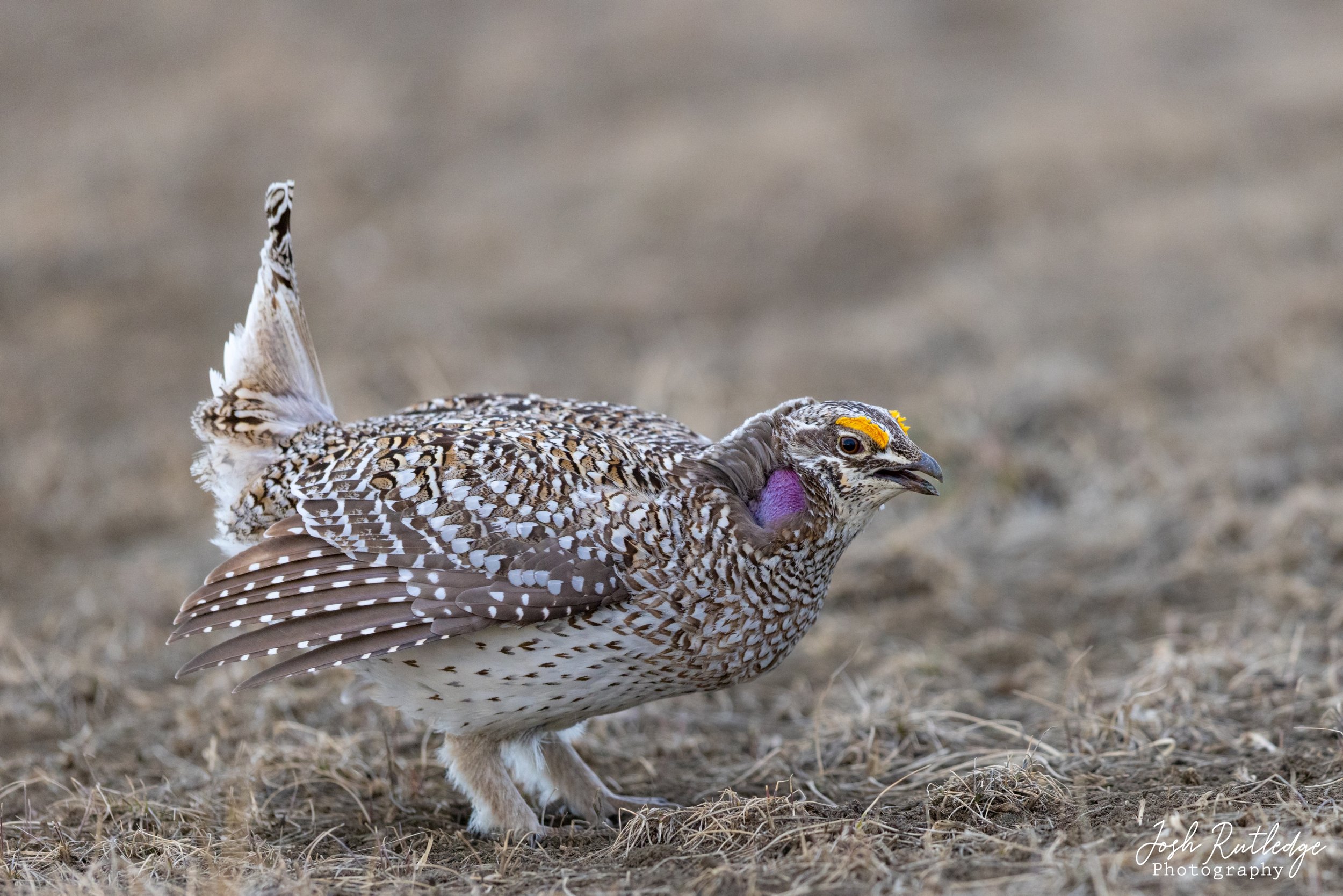  Male sharp-tailed grouse on the lek. 