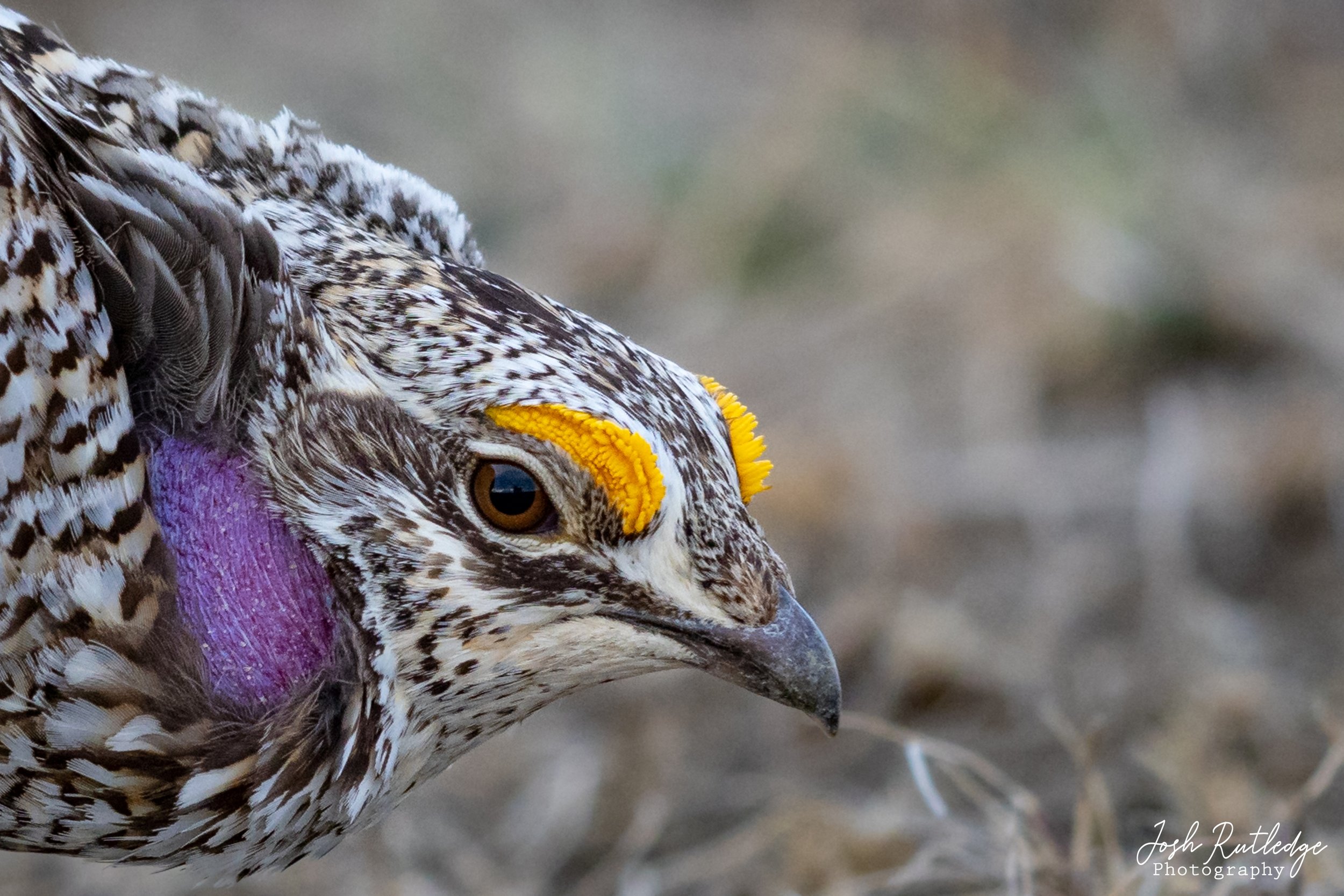  Close up of a male sharp-tailed grouse. 