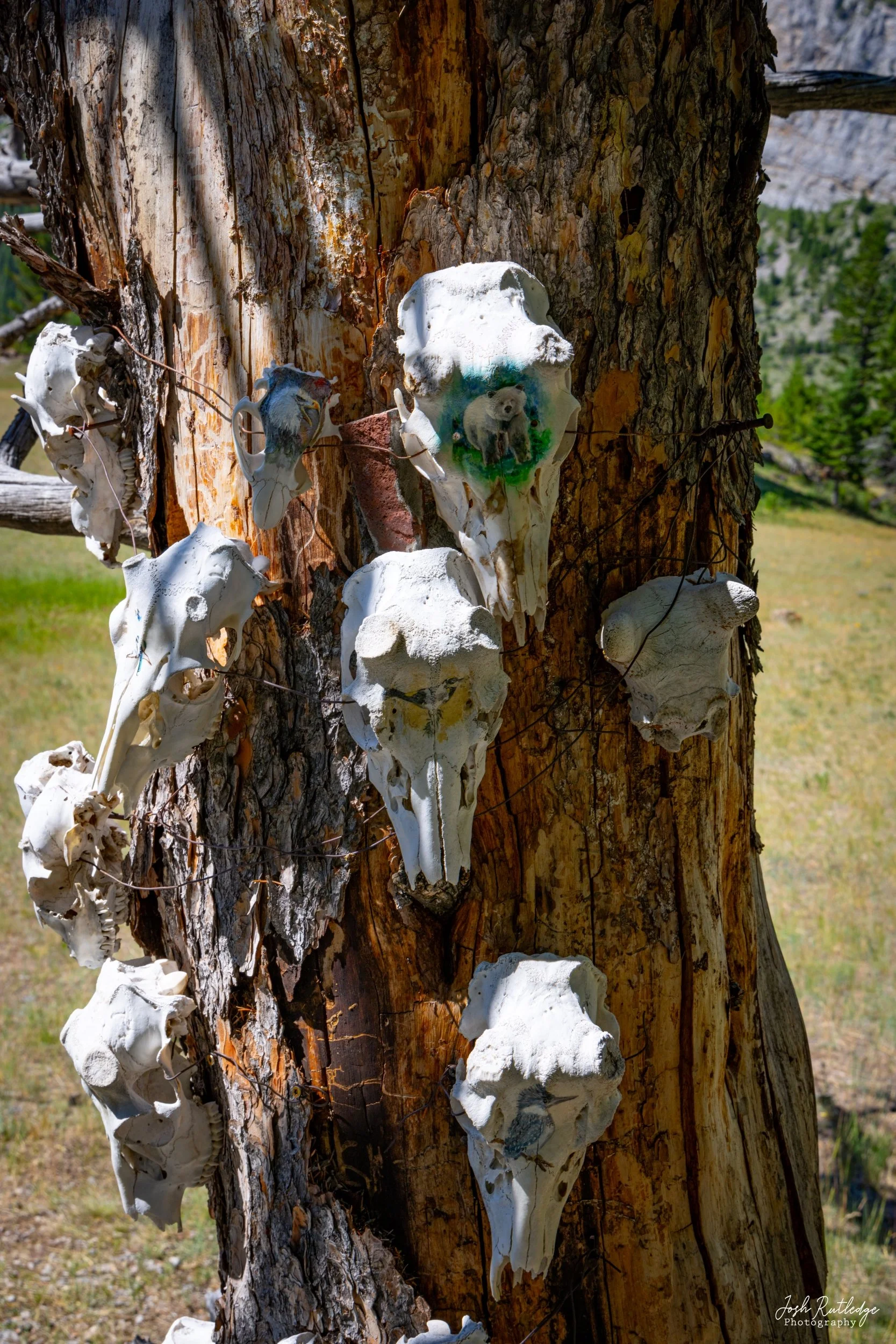 Close up of the skull art on the tree.
