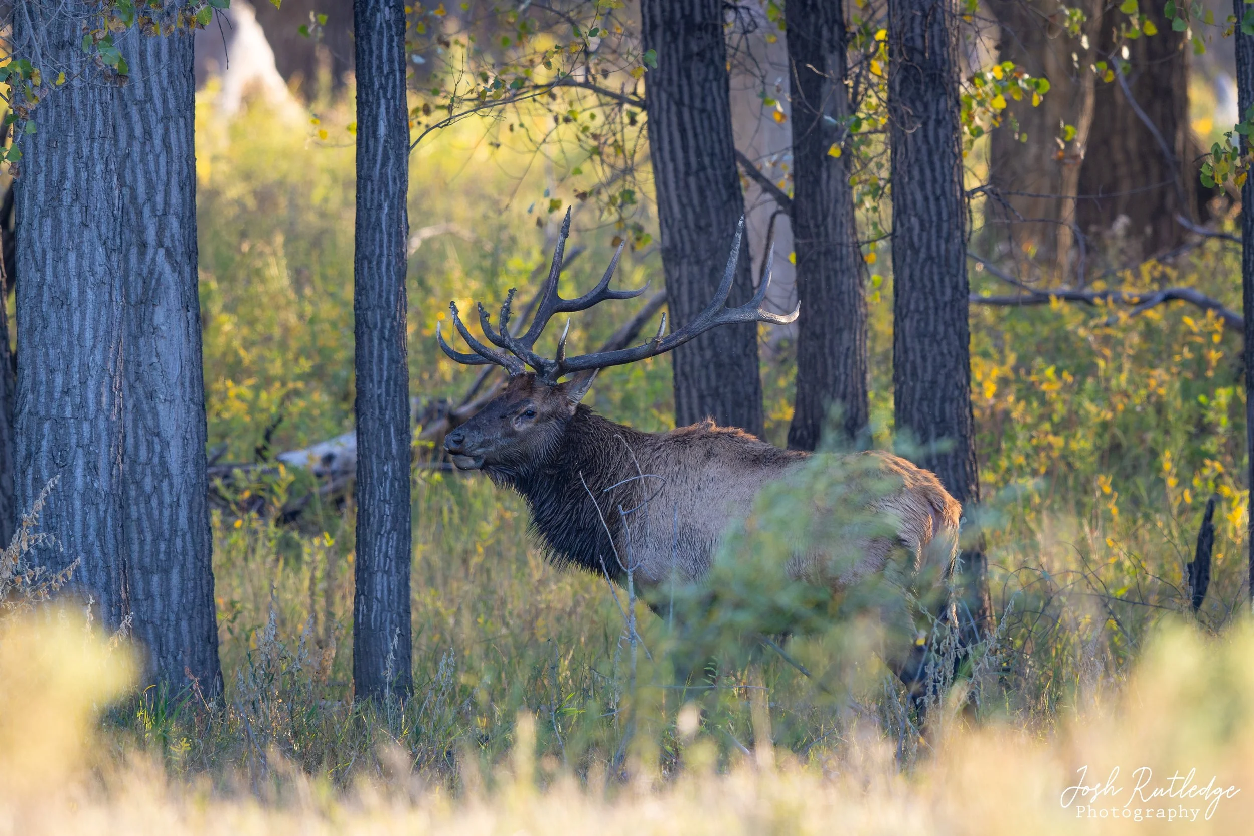 Bull elk back in the timber.
