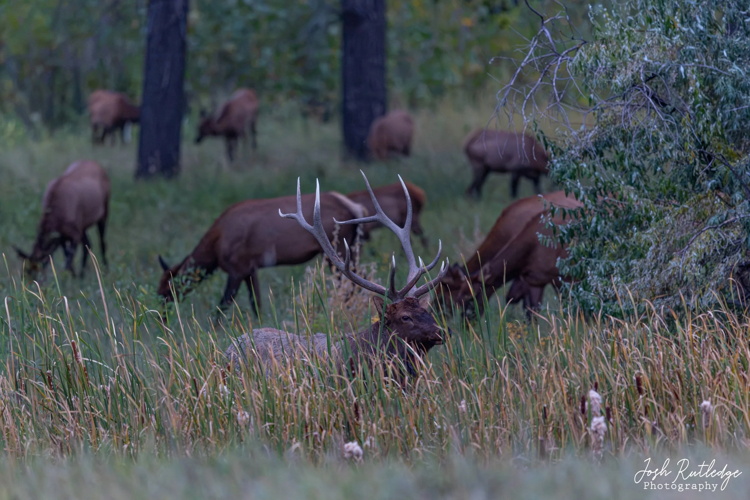 Bull elk after dark in a marsh with cow elk behind him.