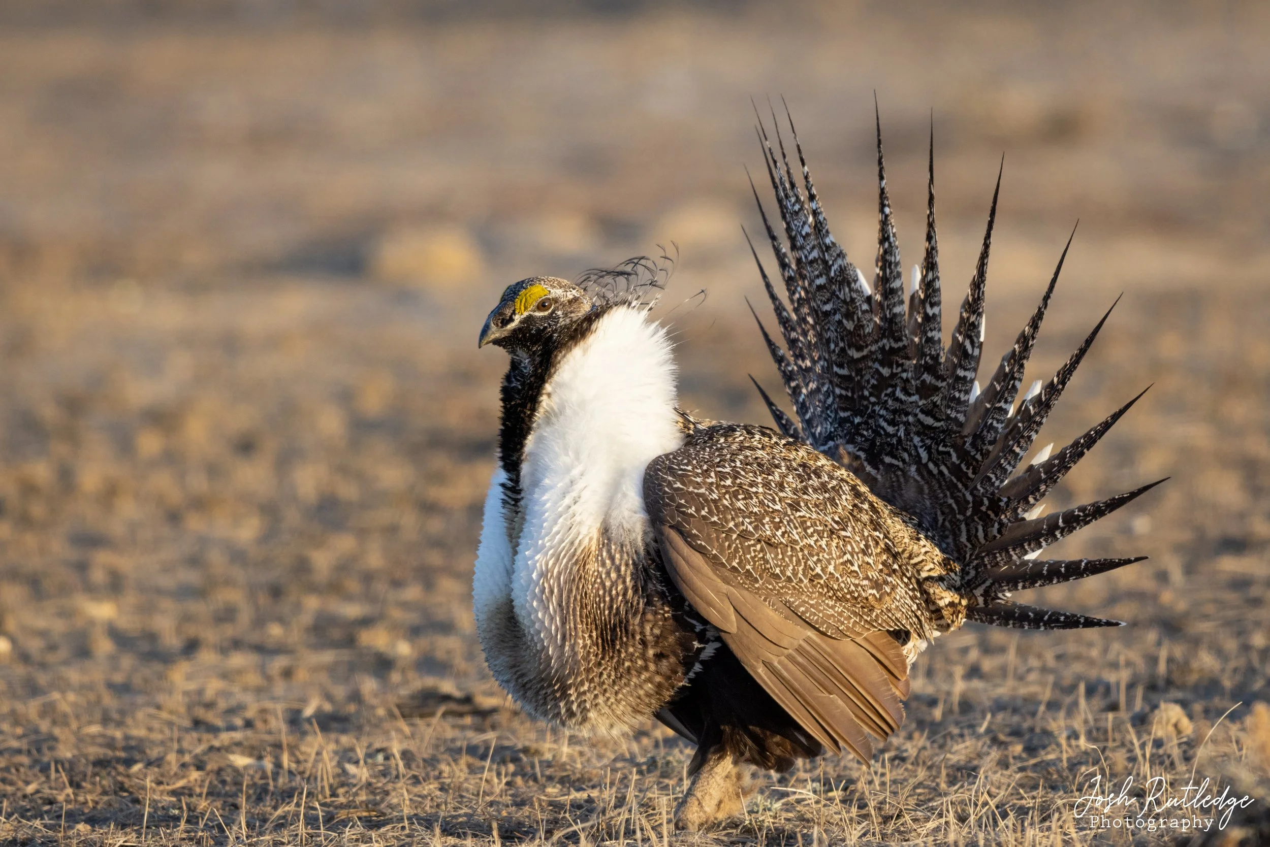 greater-sage-grouse-lek-2023-josh-rutledge-photography