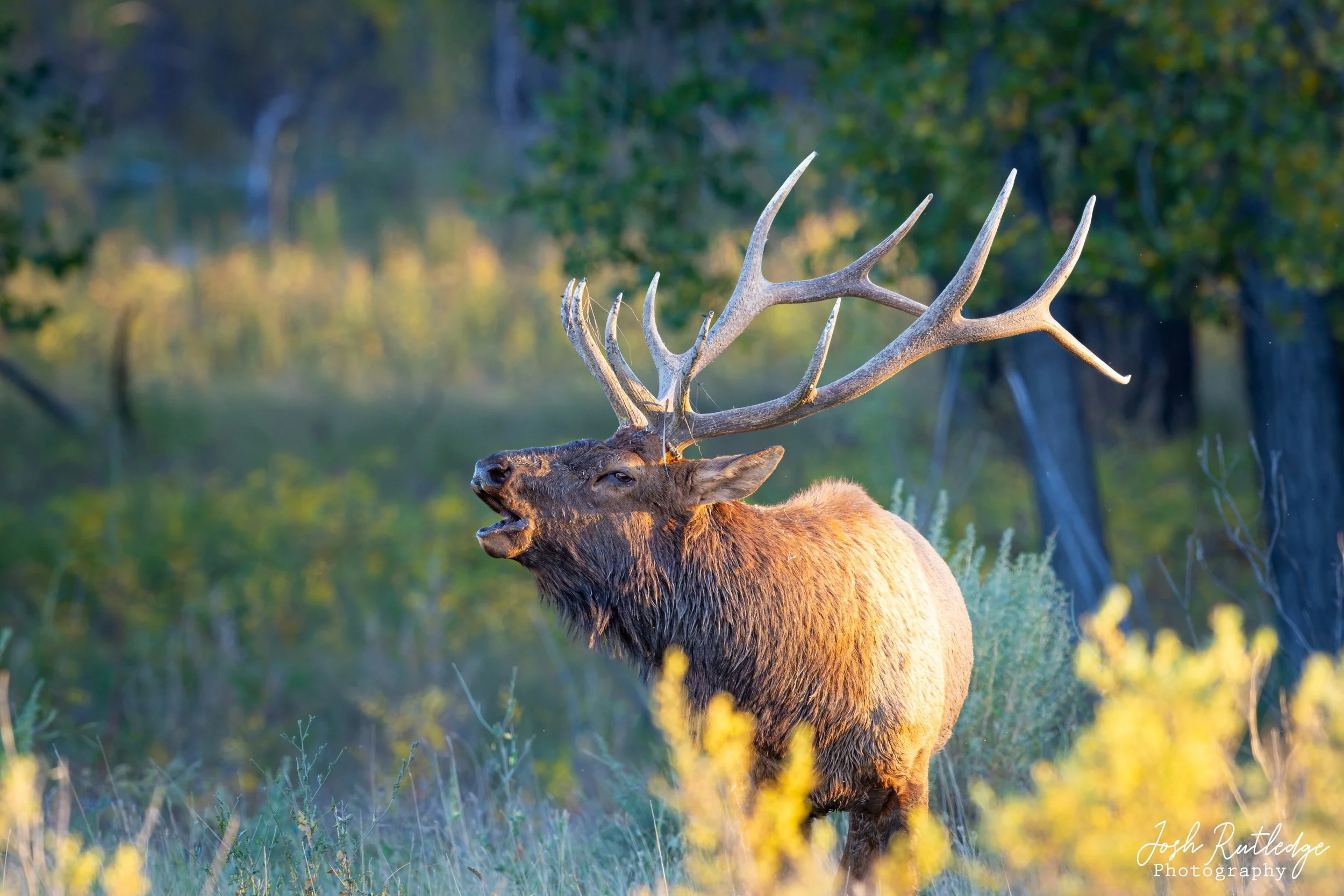 Bugling Bull elk in fall colors.