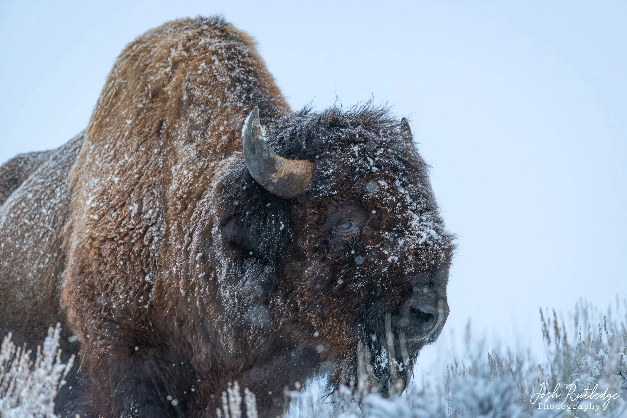 Bison bull in hte snow.