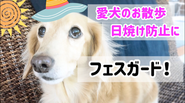 犬の散歩の日焼け防止にフェイスガードを購入 Simple Dog Life