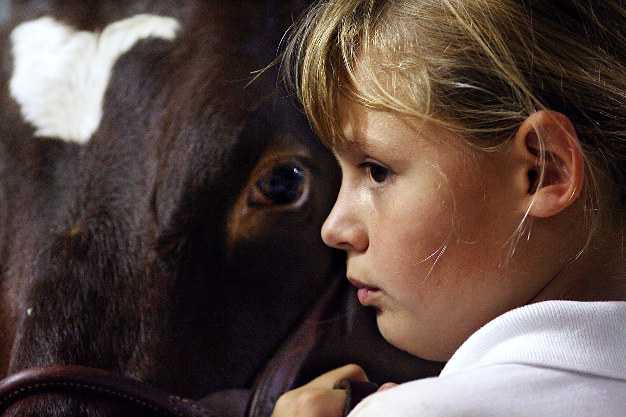 4-H Junior Dairy Show, Bentonville, Arkansas