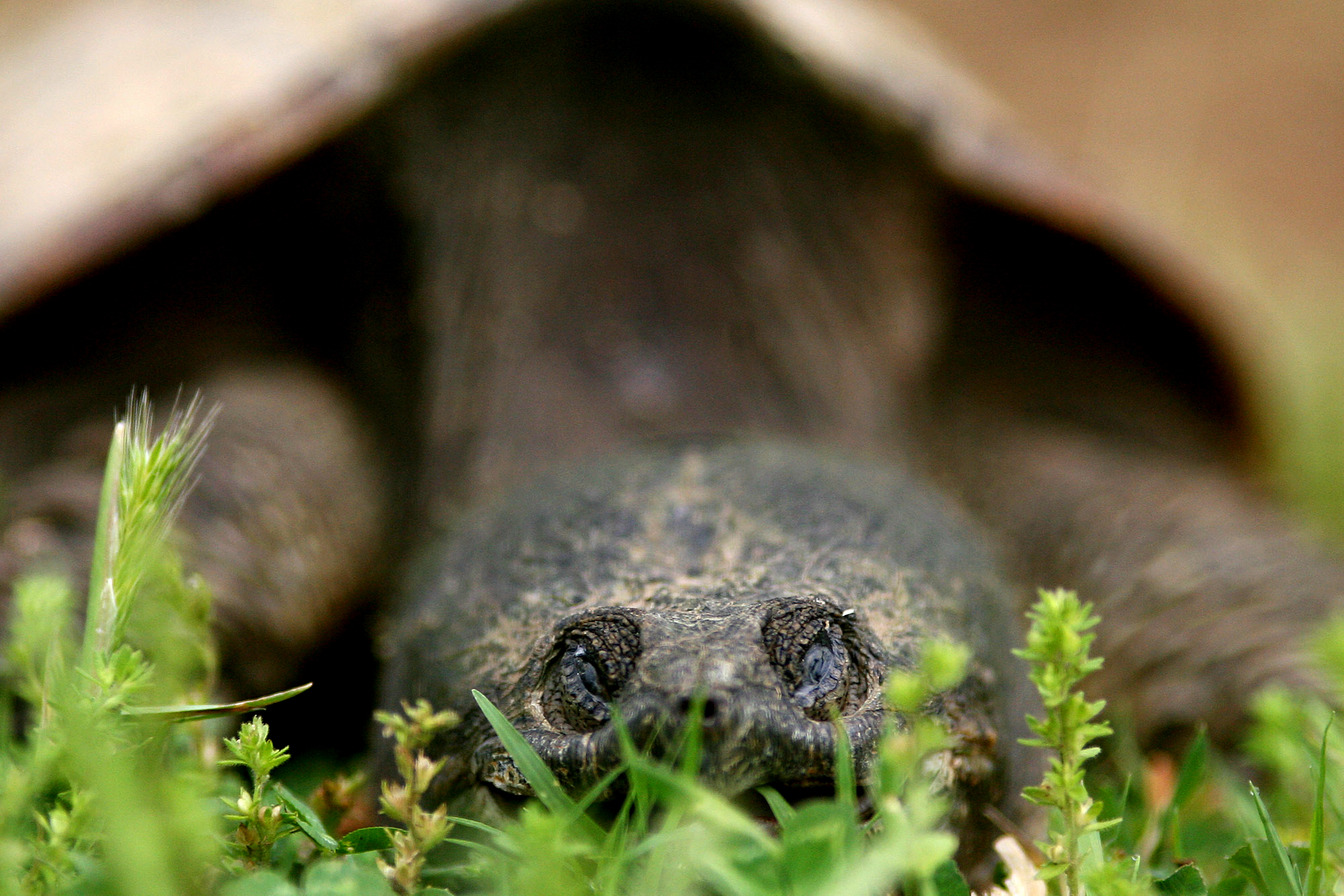 fayetteville, arkansas