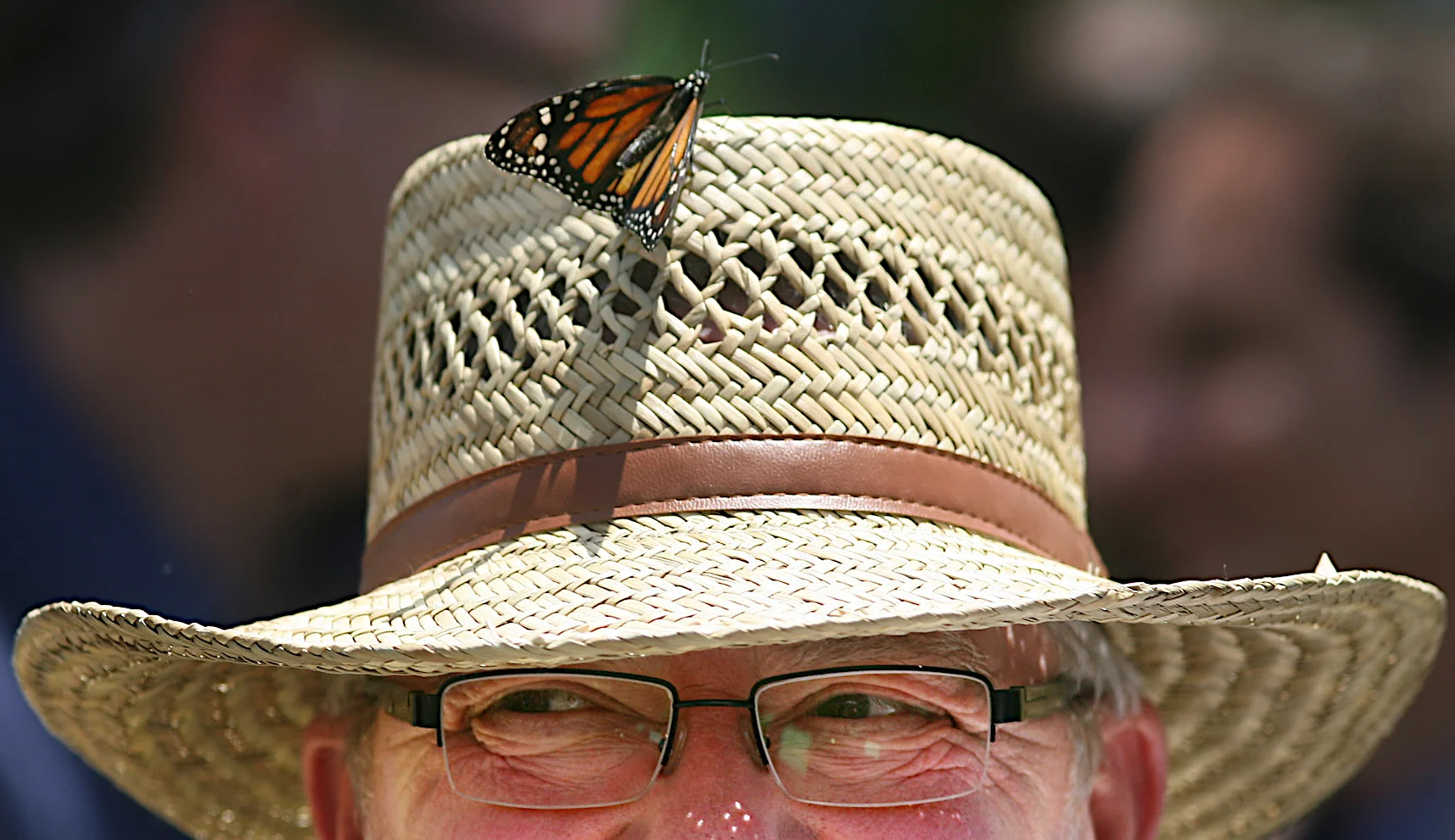 butteryfly festival, springdale, arkansas