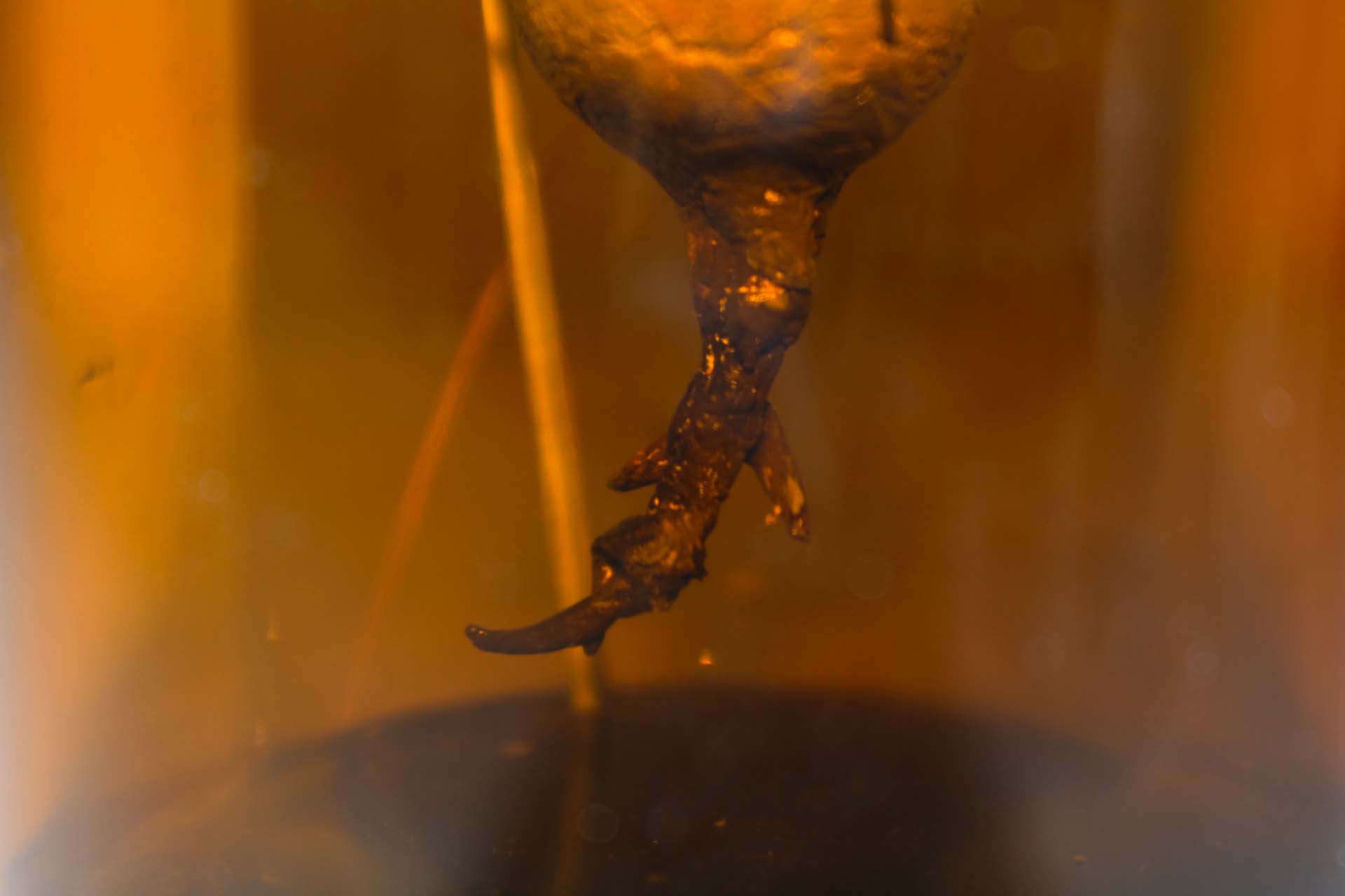 生石花大 细节.jpg