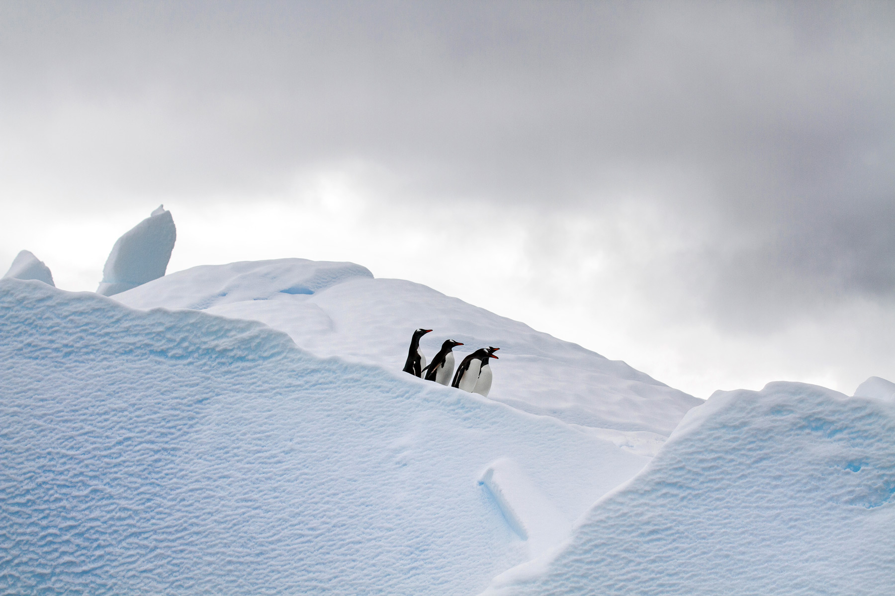 Gentoo penguins on an iceberg in Wilhemina Bay, Antarctica