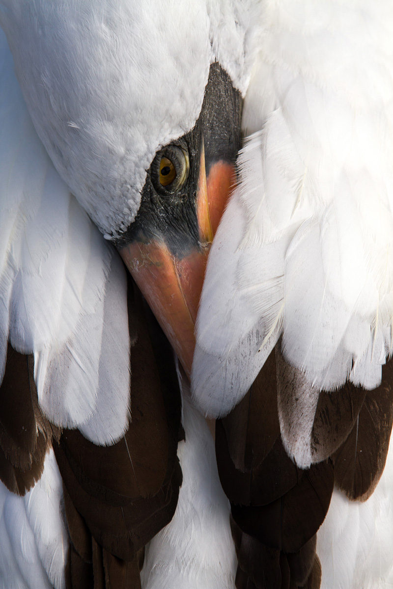 A Nazca booby in the Galapagos Islands