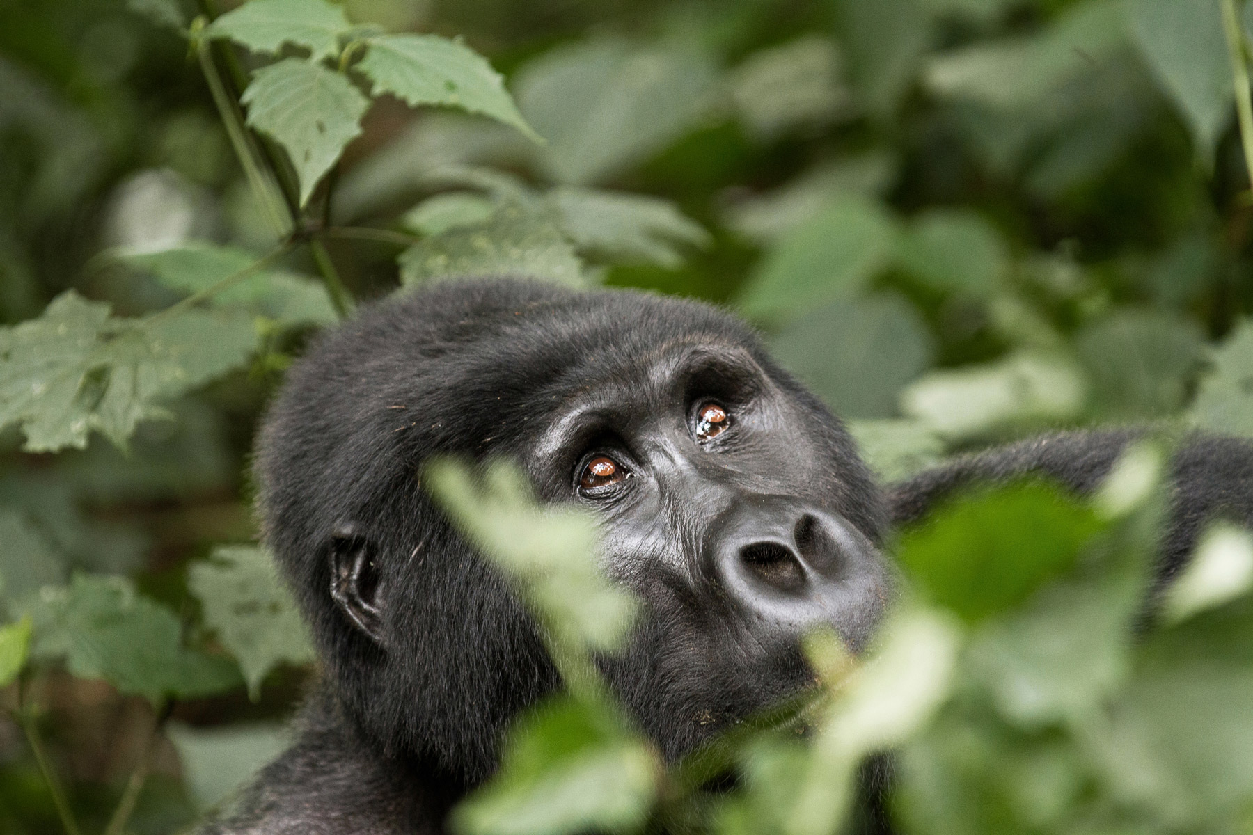 A gorilla looking upwards