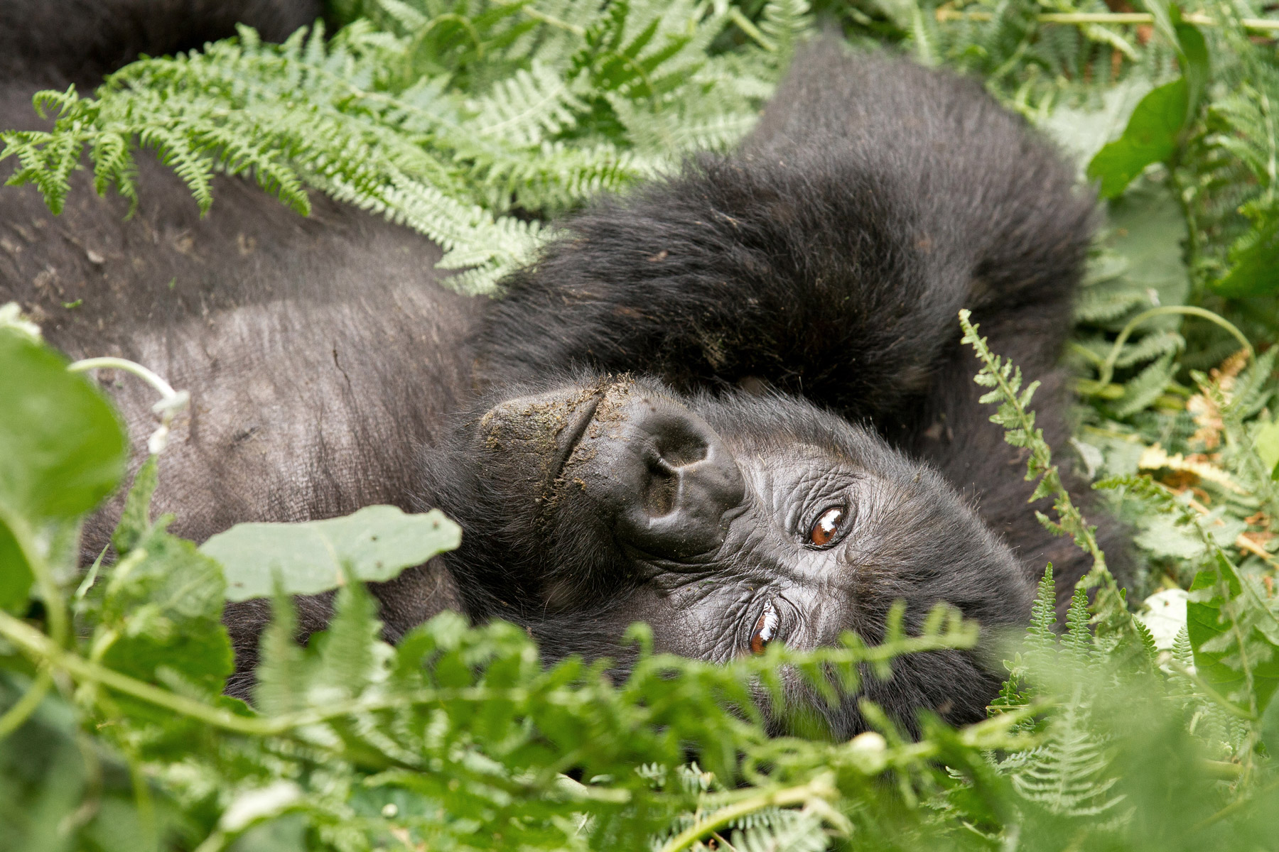 A young gorilla laying on the ground