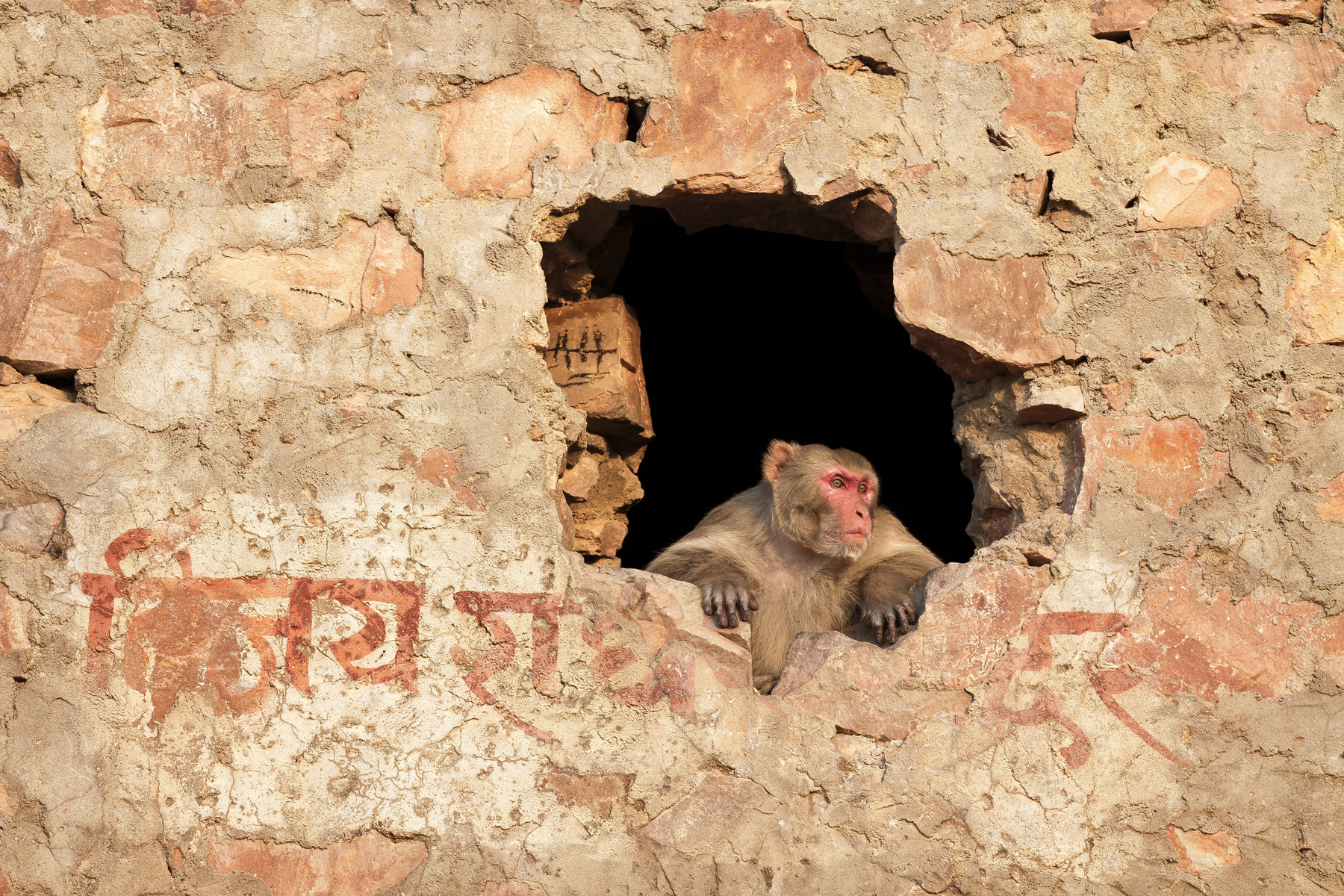 A rhesus macaque looking out from a hole in a wall