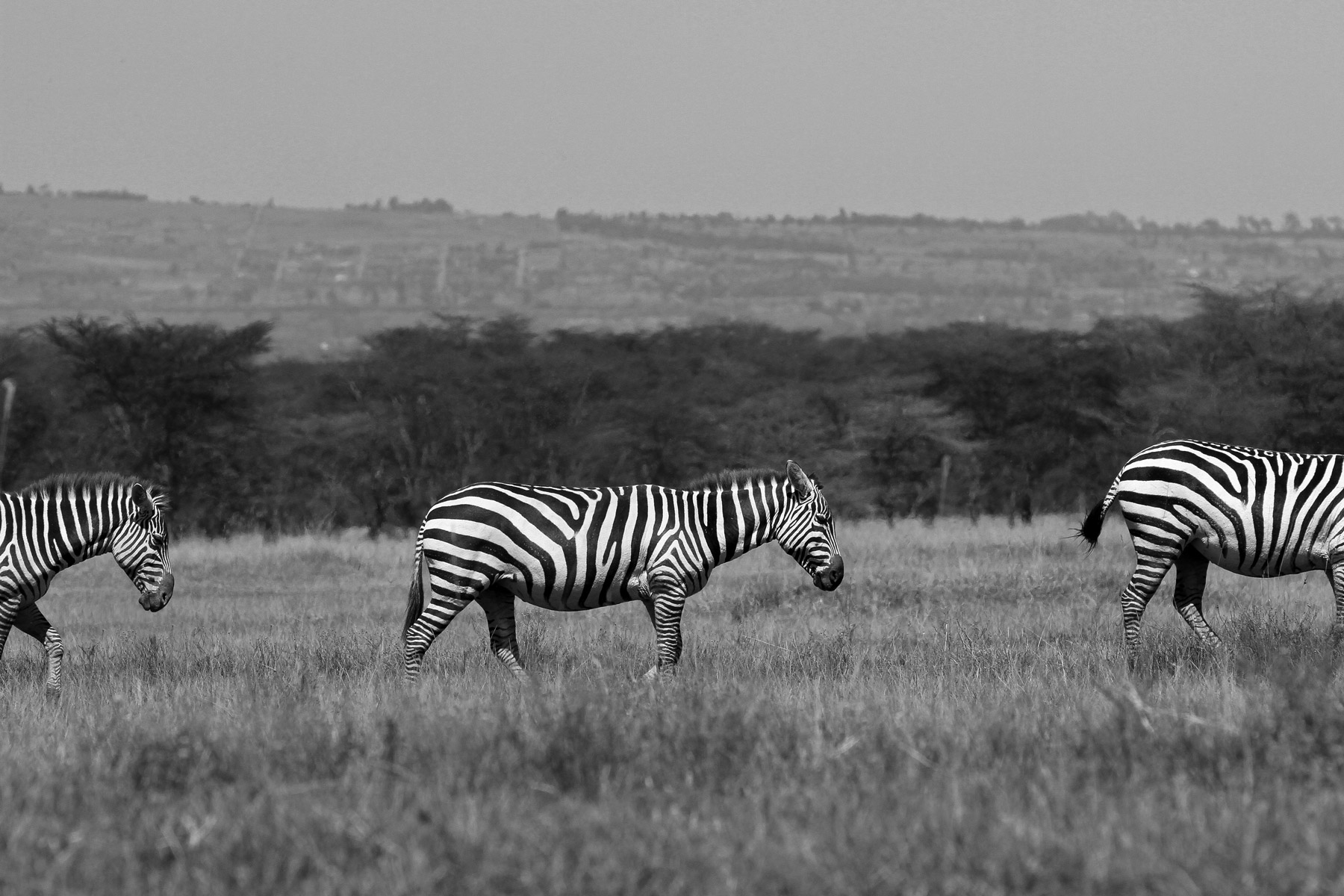 Zebra walking in line in Lake Nakura National Park, Kenya