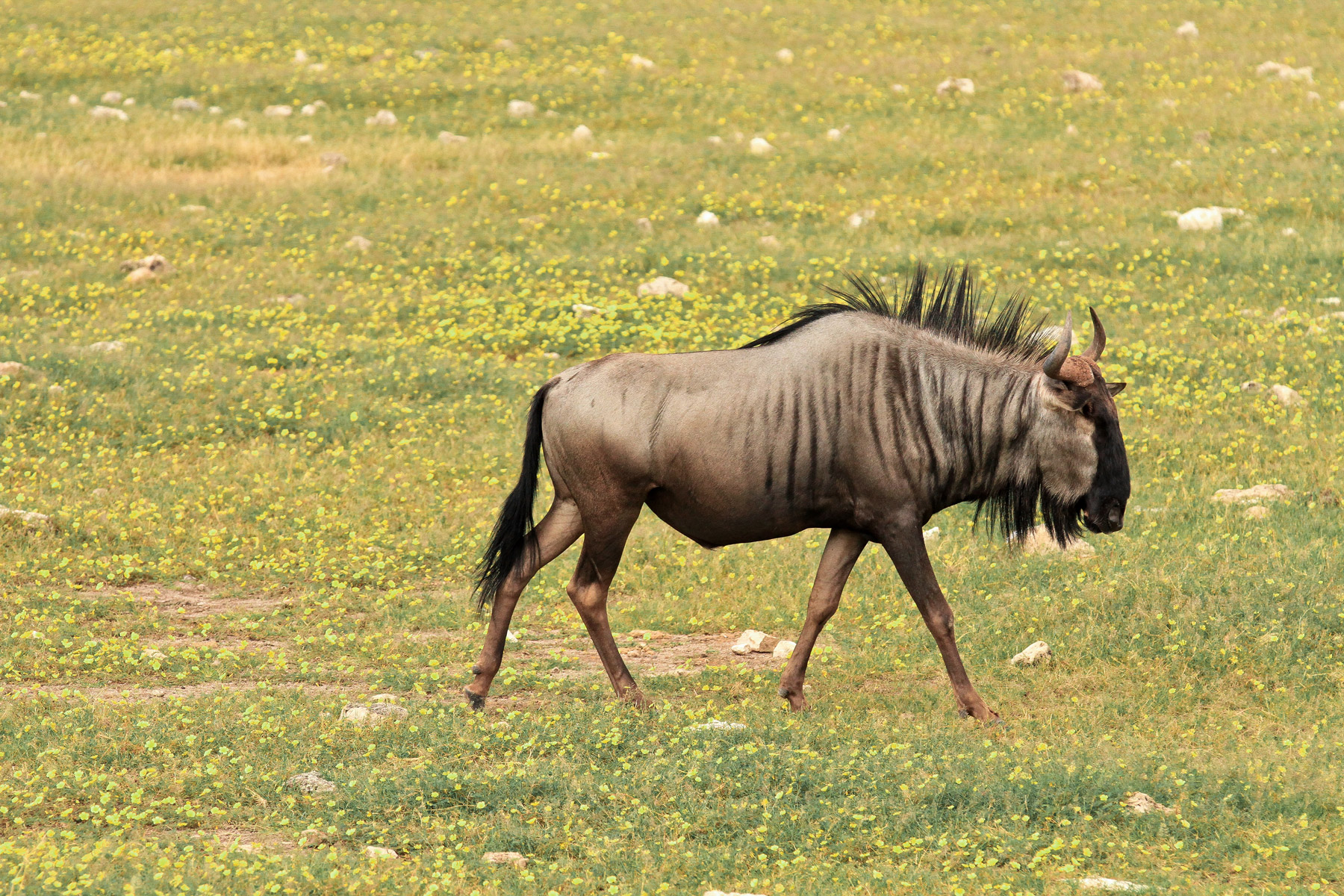 A wildebeest in the Chobe National Park in Botswana