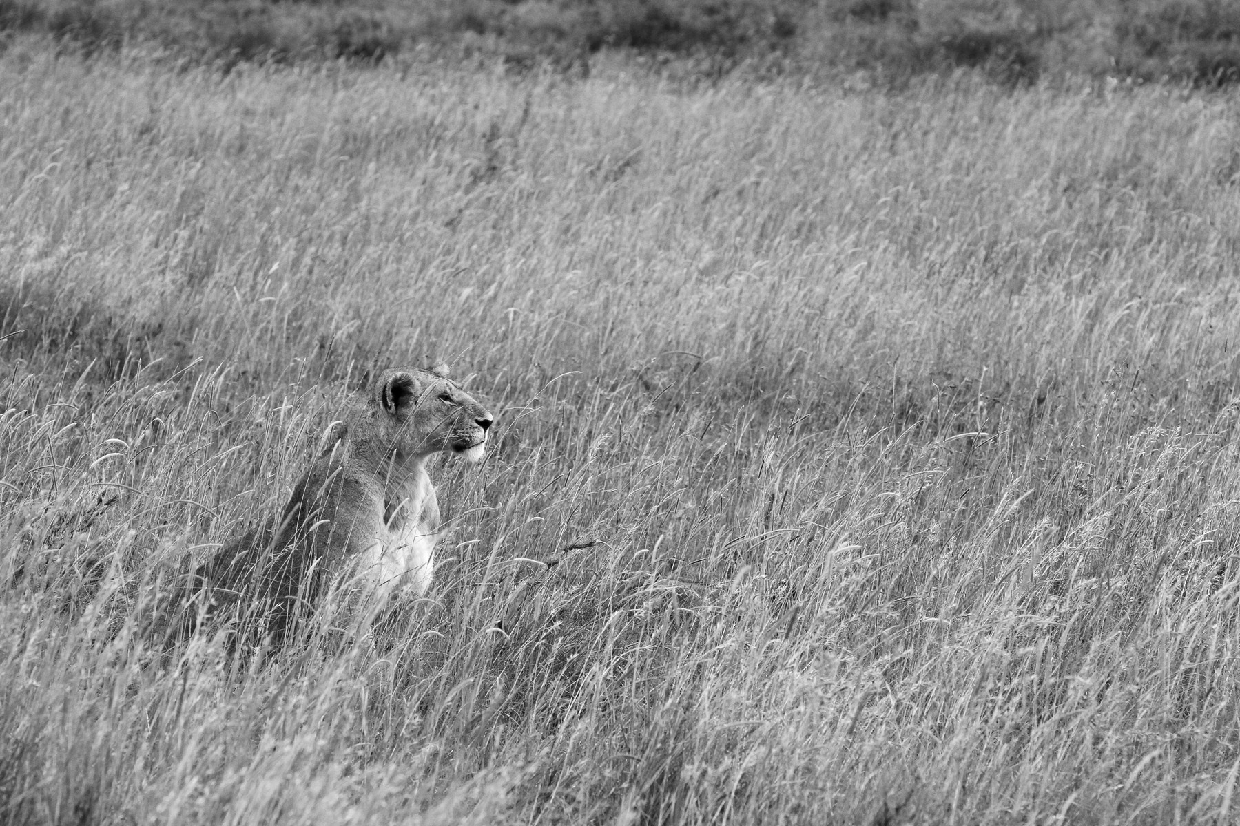 A lioness sitting in tall grass in Serengeti National Park, Tanzania