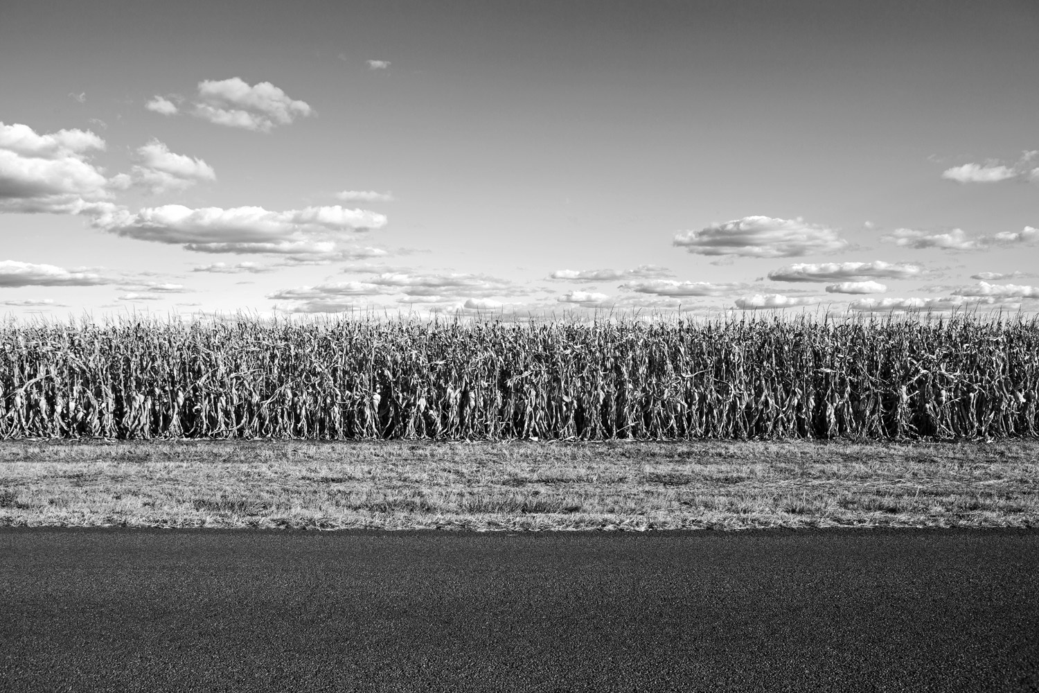 Cornfield-Kingsthorpe-Australia-01.jpg