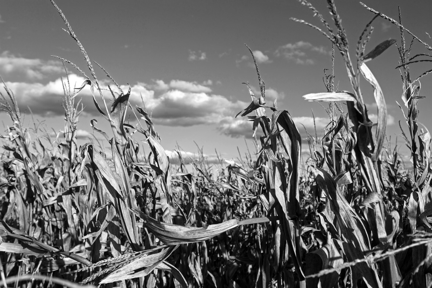 Cornfield-Kingsthorpe-Australia-02.jpg