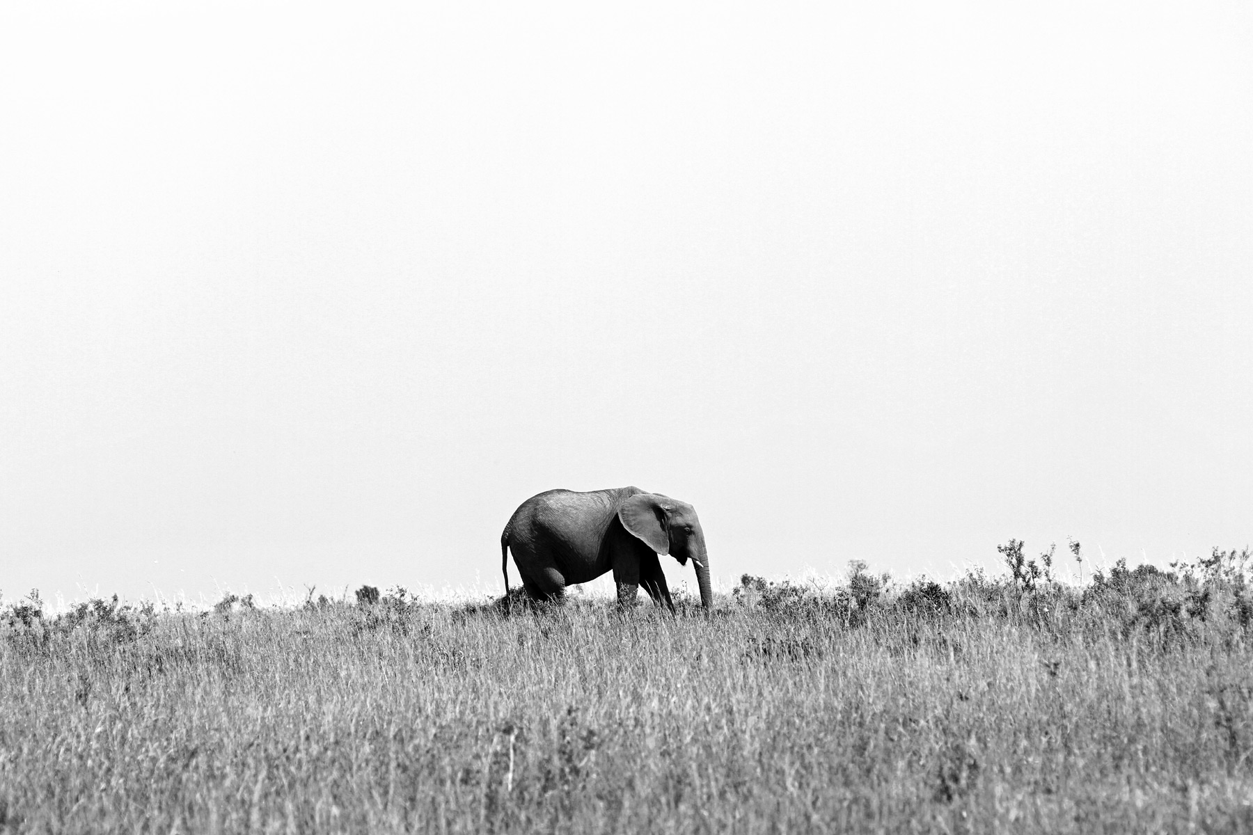 An African Elephant walking in the Maasai Mara National Park, Kenya