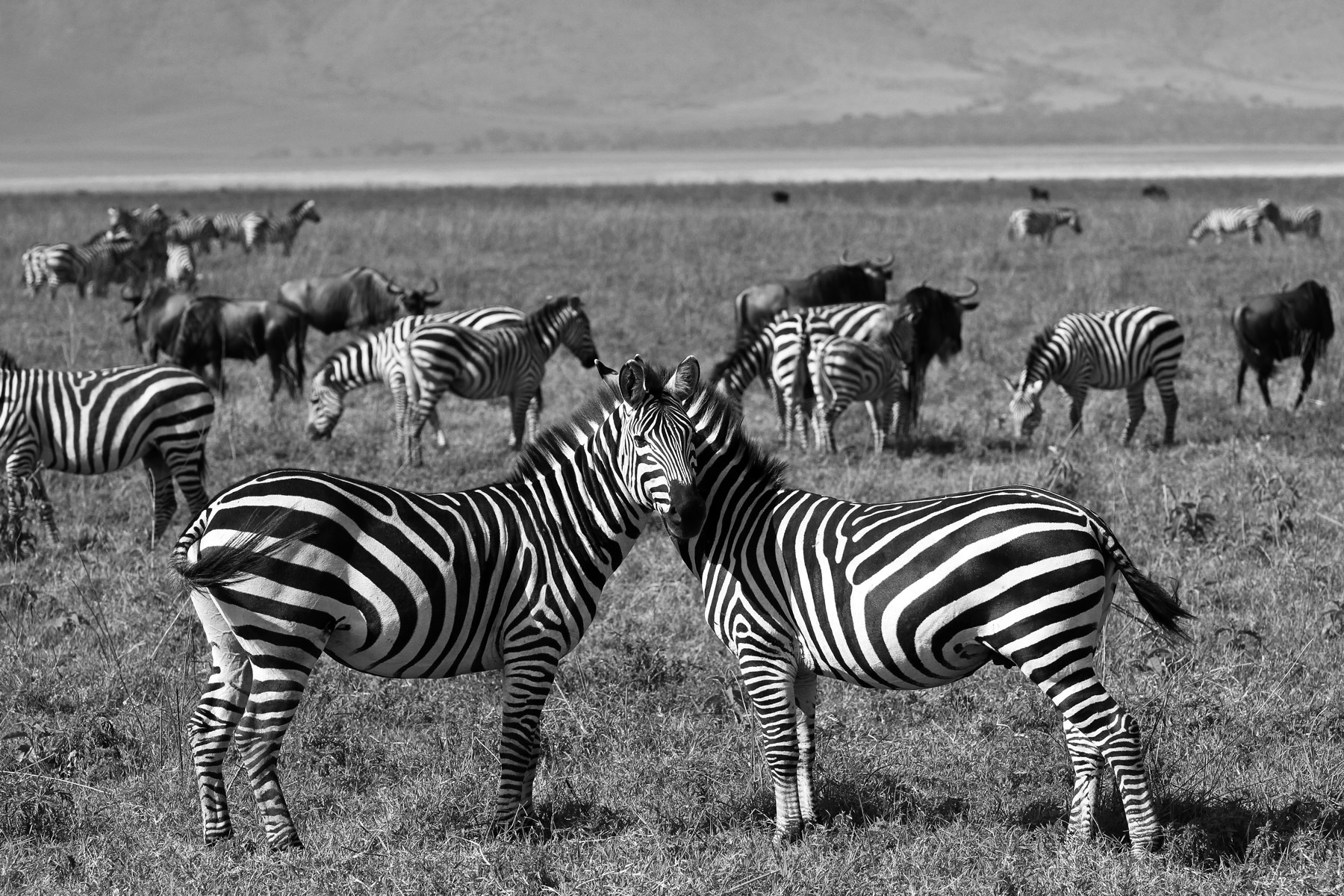 Zebras in the Ngorongoro Crater, Tanzania