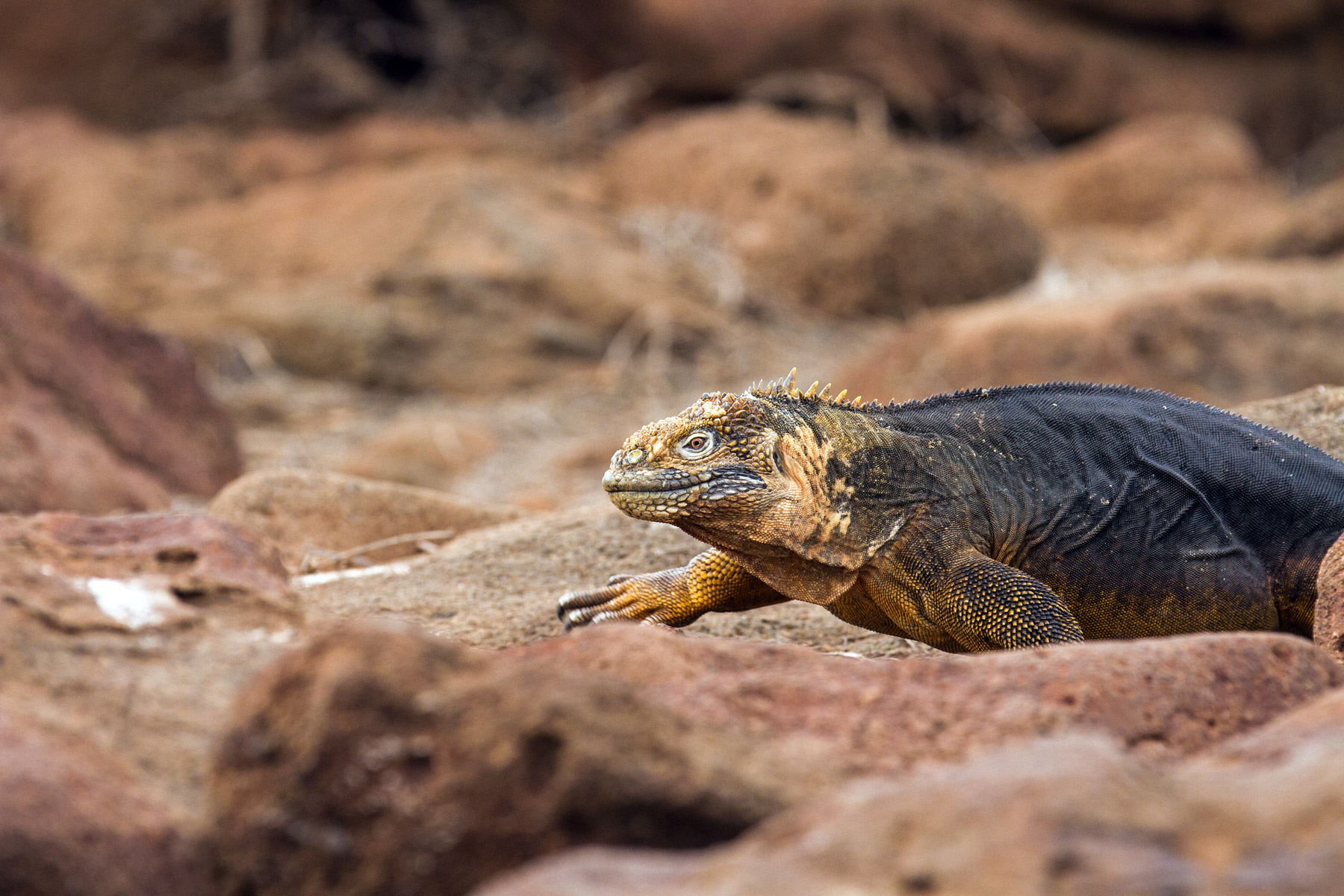 A land iguana walking across rocks on North Seymour Island, Galapagos Islands