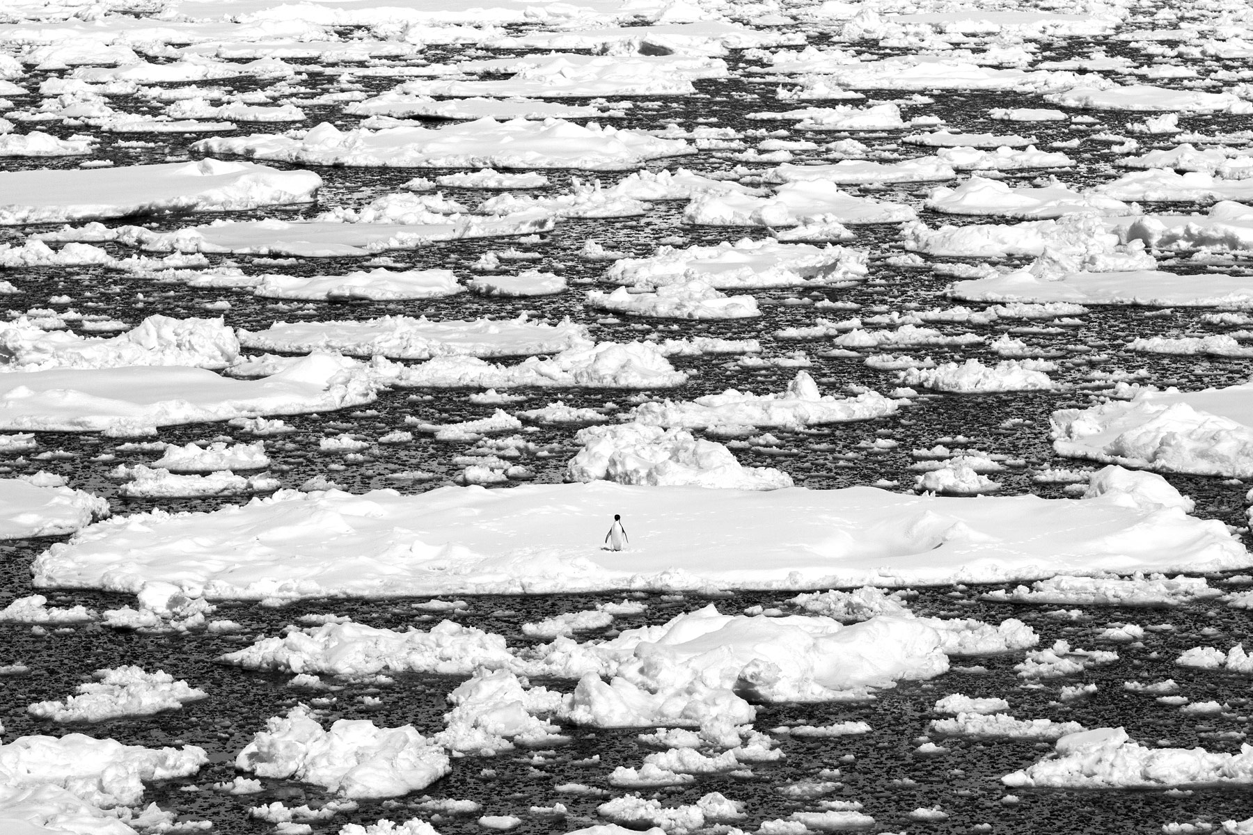 A lone penguin resting on sea ice in the Gerlache Strait, Antarctica