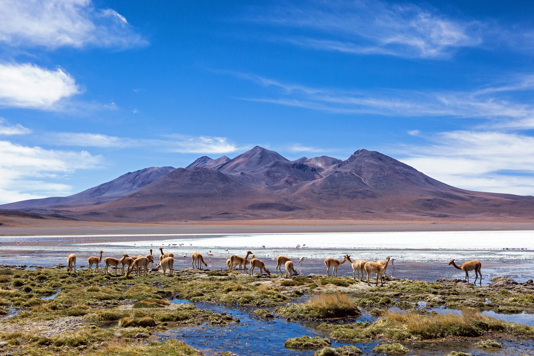 Vicuna at Laguna Canape in Bolivia