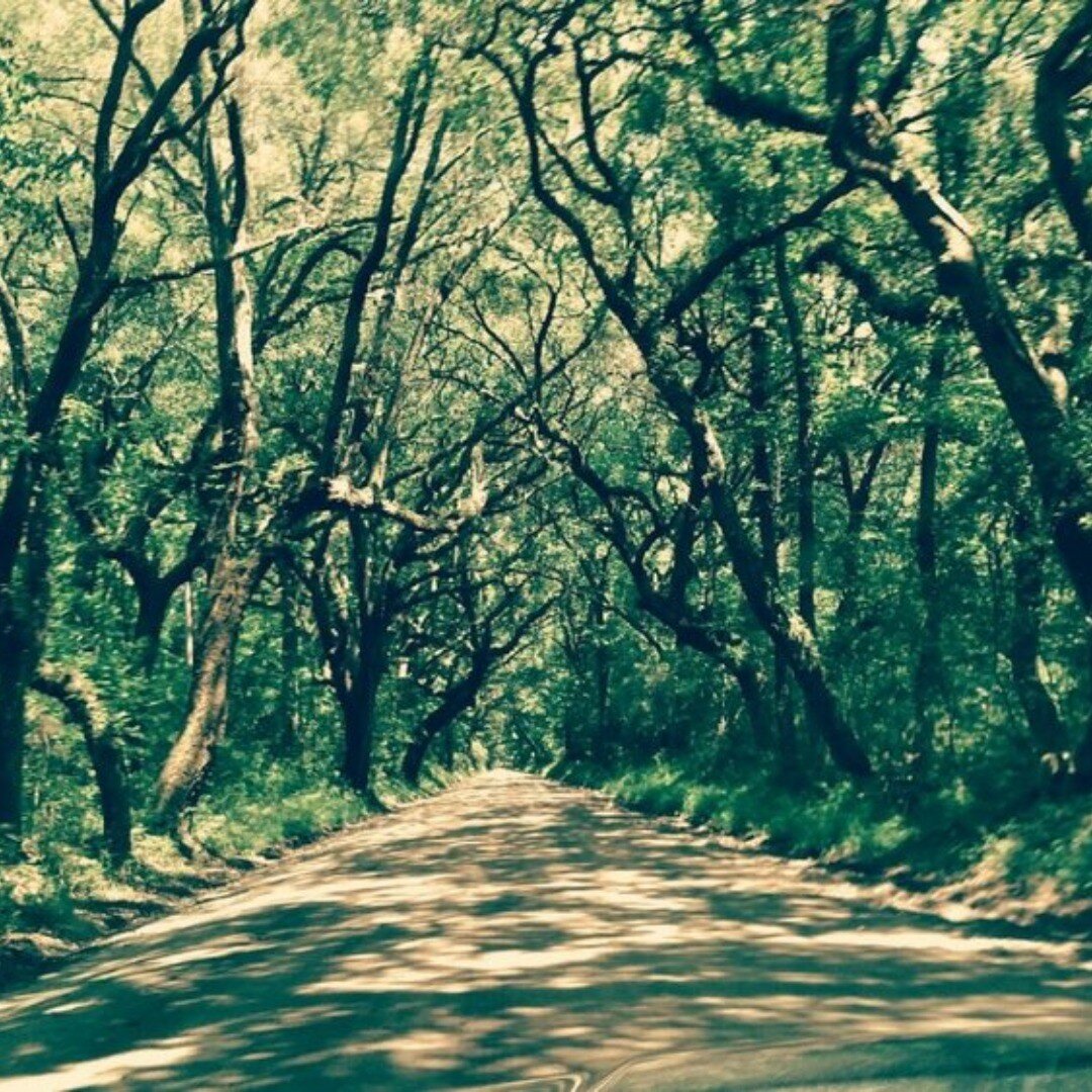 The road to Botany Bay on Edisto Island