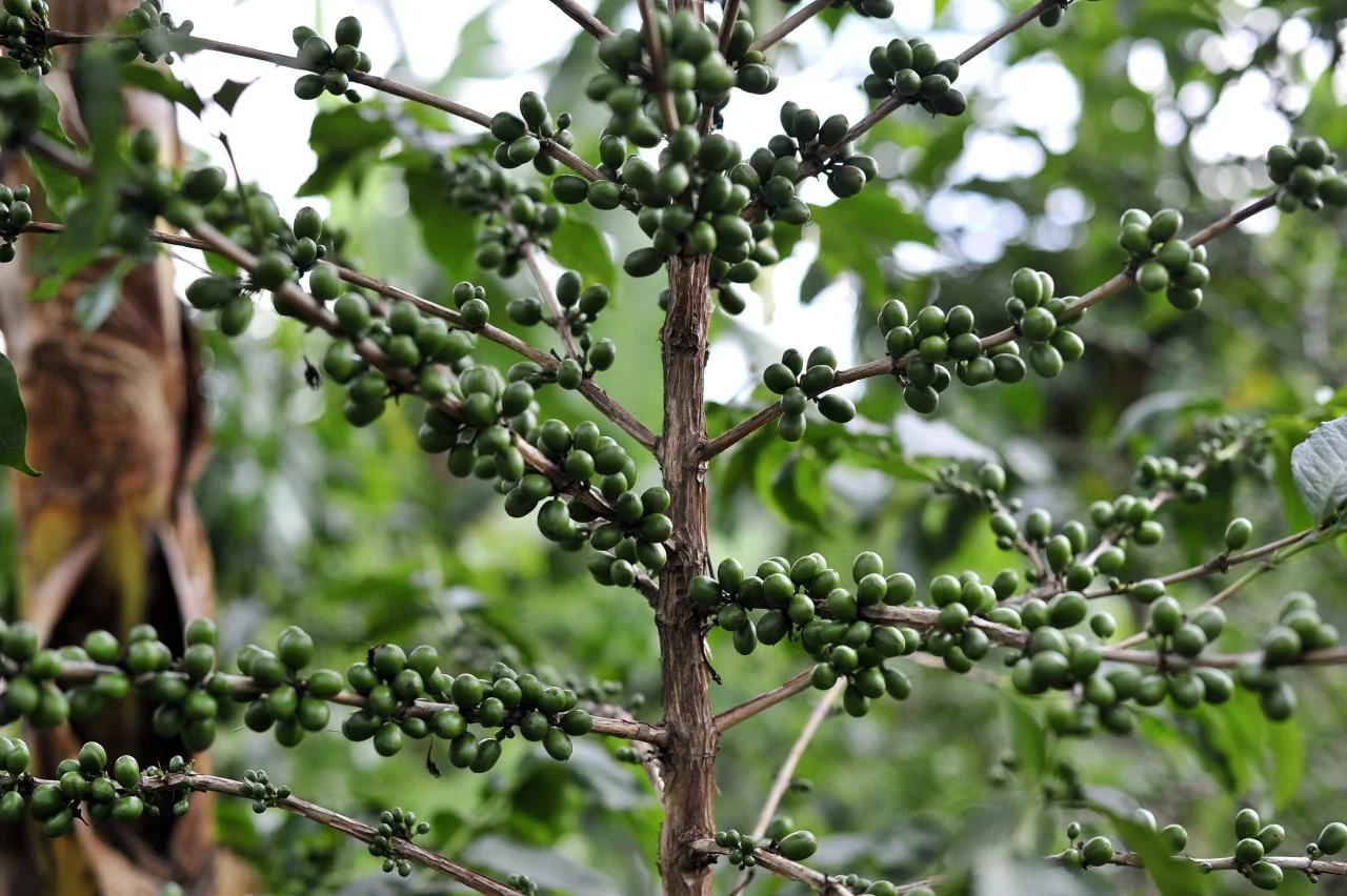 NP_Rwanda_Coffee6_(6283320845).jpg